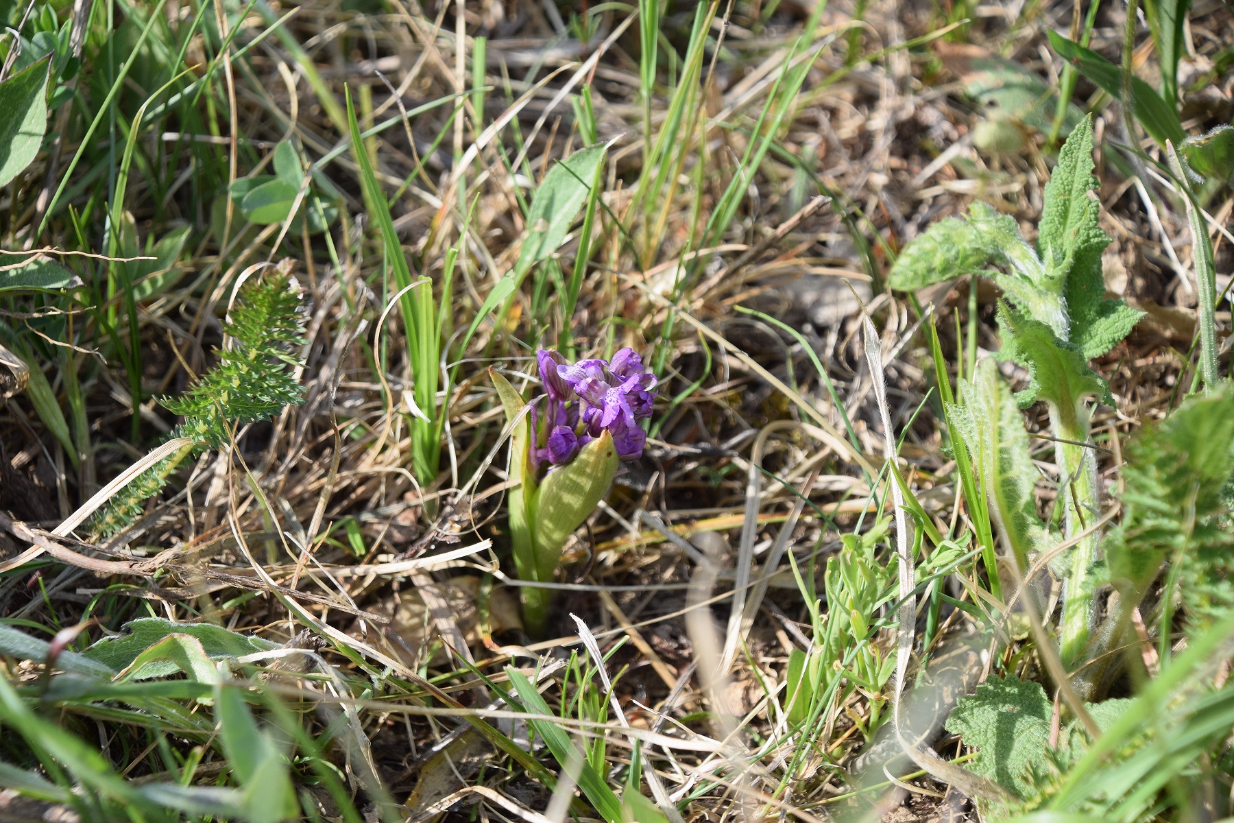 Kaltenleutgeben-30042020-(6) - A. morio.JPG