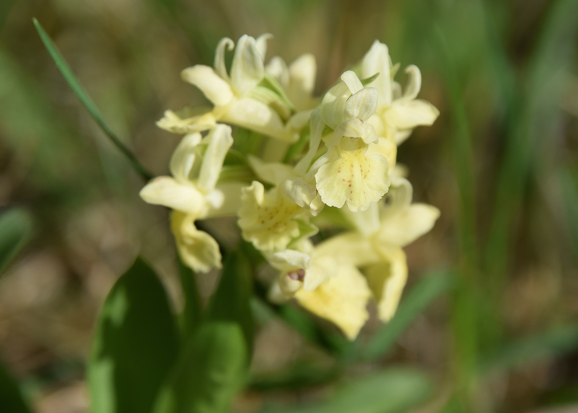 Kaltenleutgeben-30042020-(7) - D. sambucina.JPG