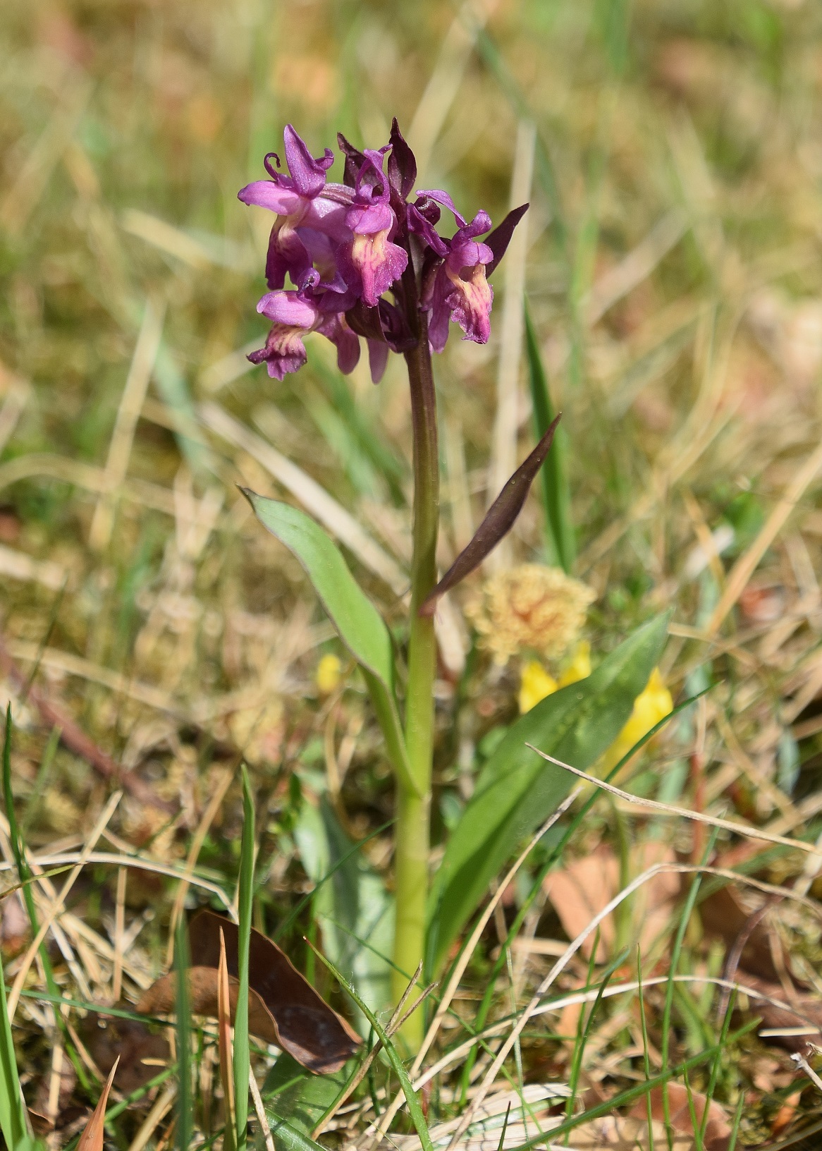 Kaltenleutgeben-30042020-(8) - D. sambucina.JPG
