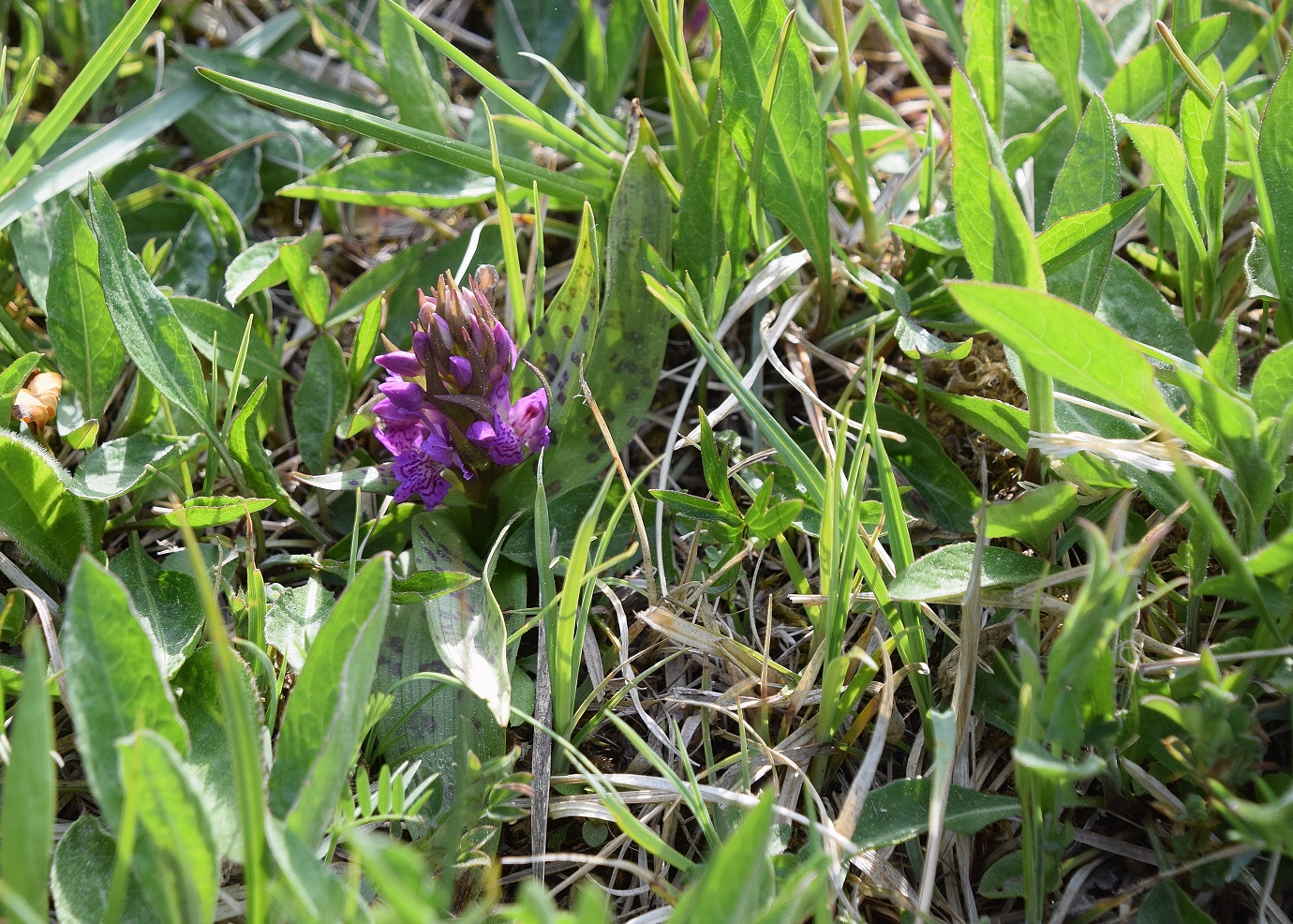 Kaltenleutgeben-30042020-(10) - D. majalis.JPG