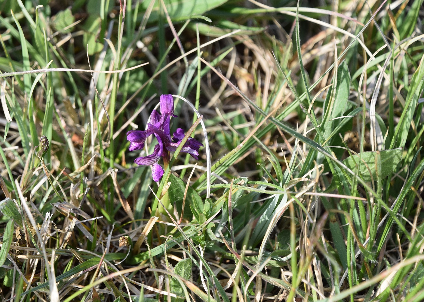 Kaltenleutgeben-30042020-(11) - A. morio.JPG