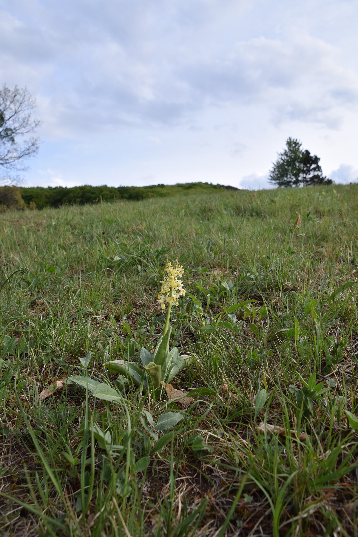 Kaltenleutgeben-30042020-(12) - O.pallens.JPG