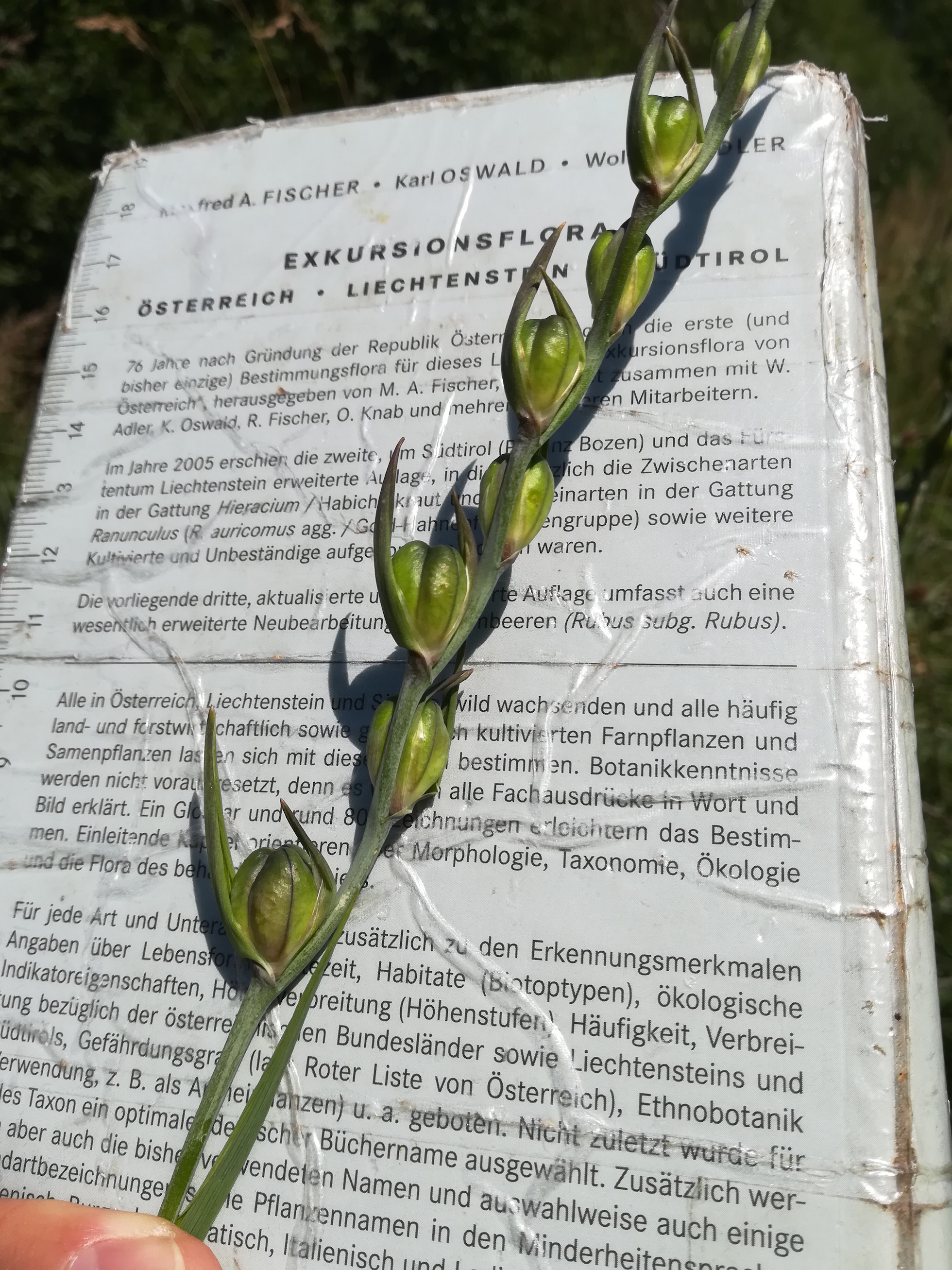 gladiolus imbricatus hönigsberg stmk_20170721_145015.jpg