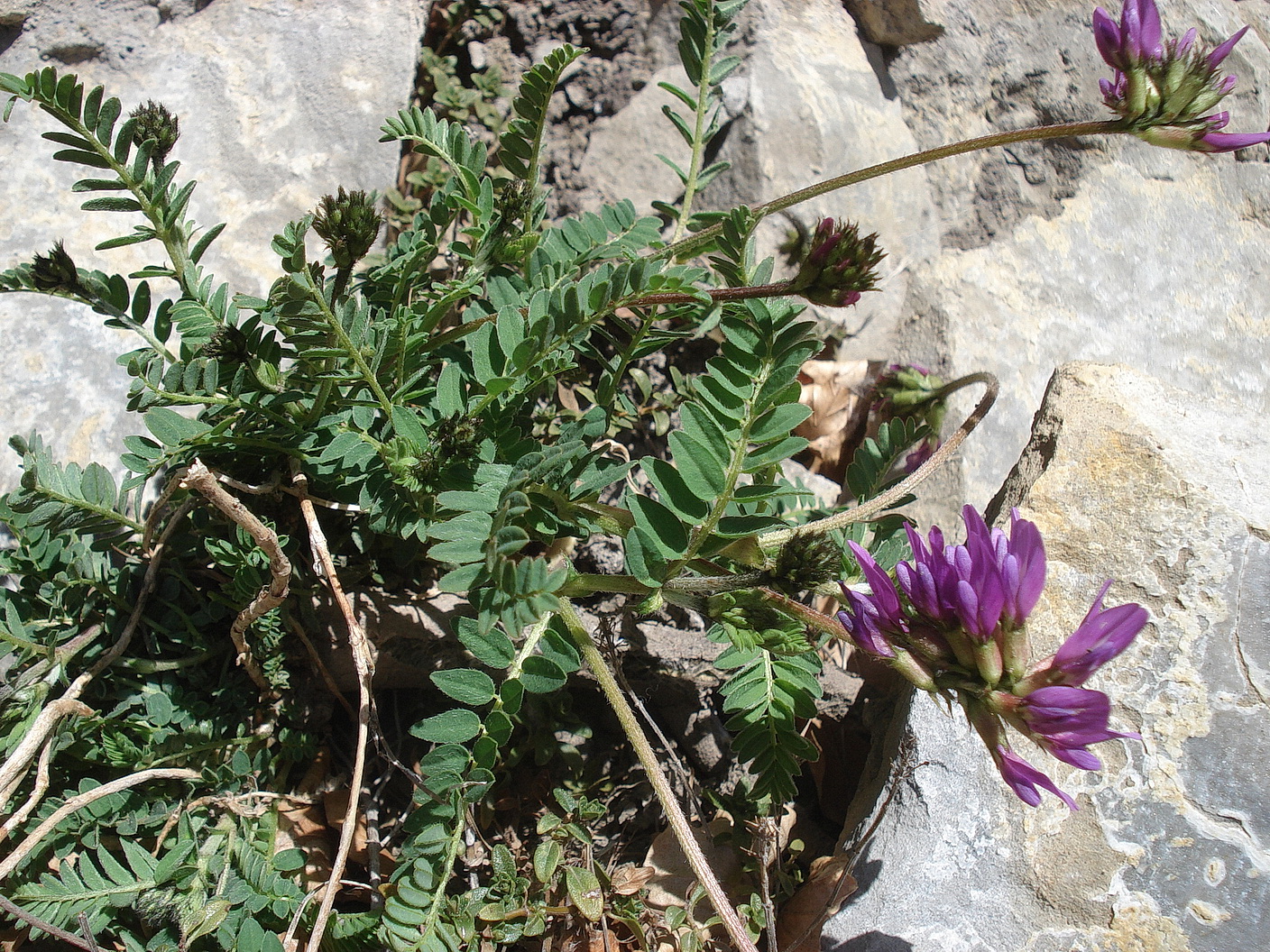 Astragalus.hypoglottis.K-Jaukensattel.3.Mai.20.JPG