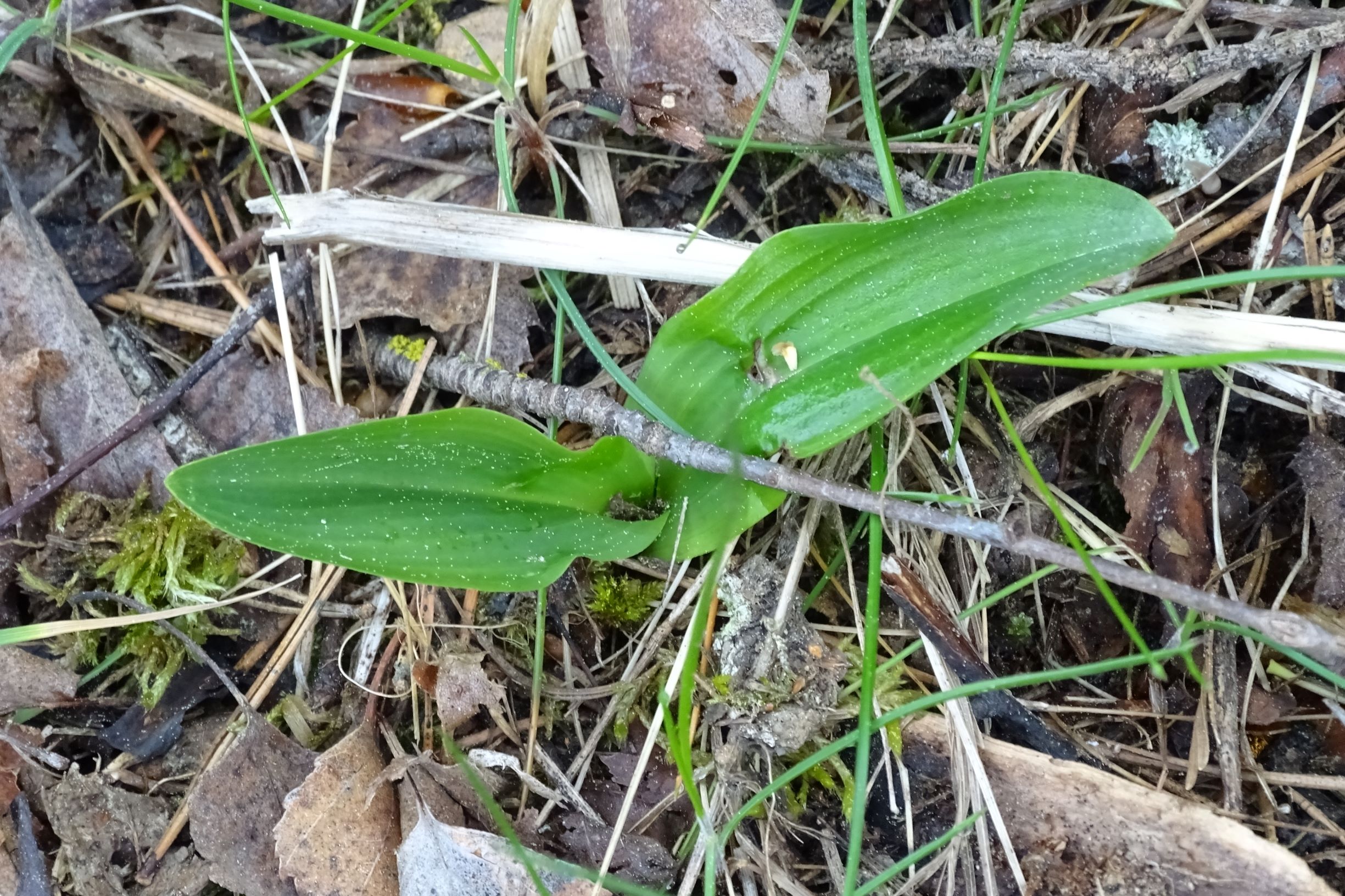 DSC01691 auerbach platanthera sp..JPG