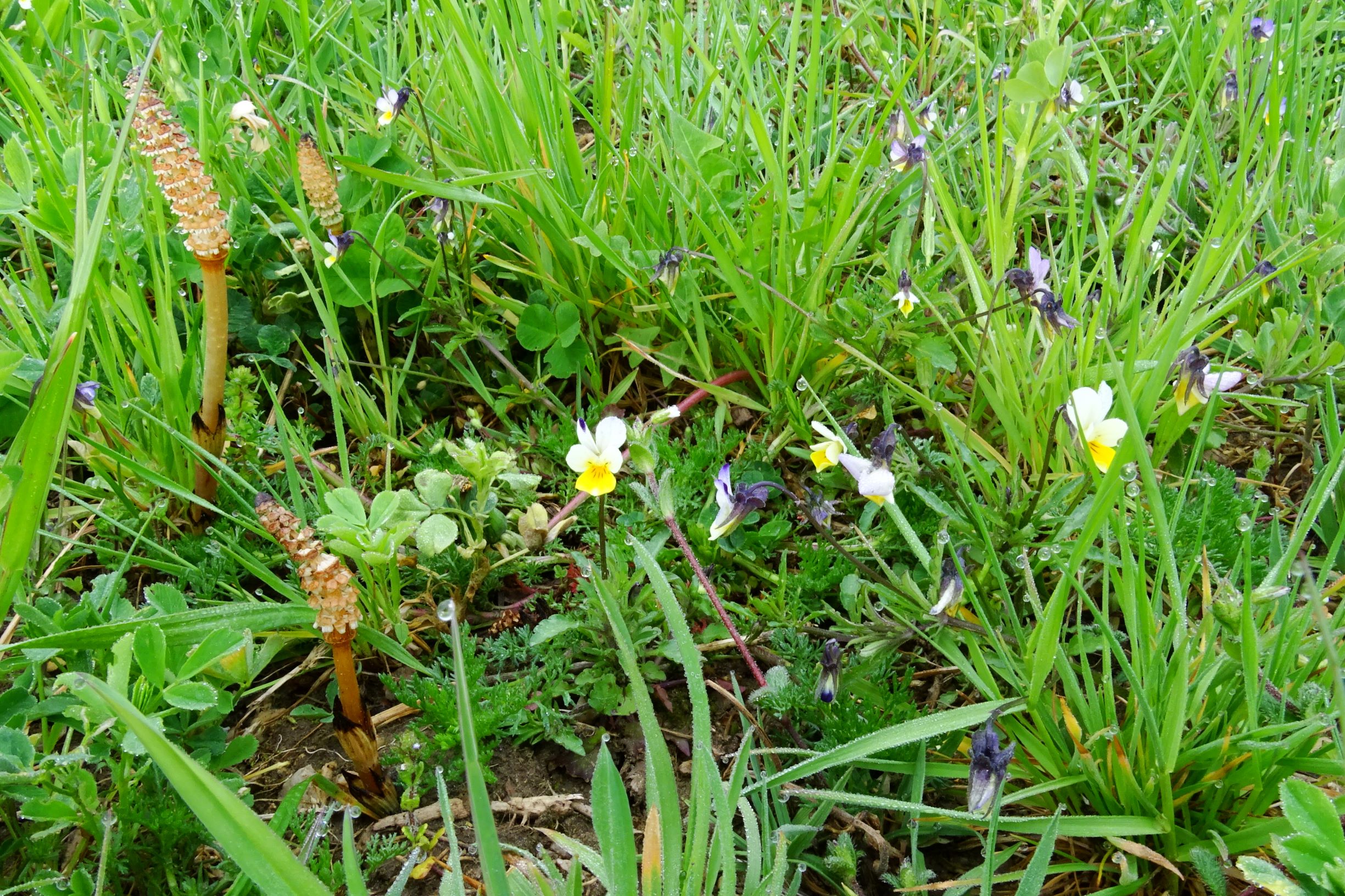 DSC01647 segetal kirchberg equisetum arvense, viola arvensis, veronica arvensis.JPG