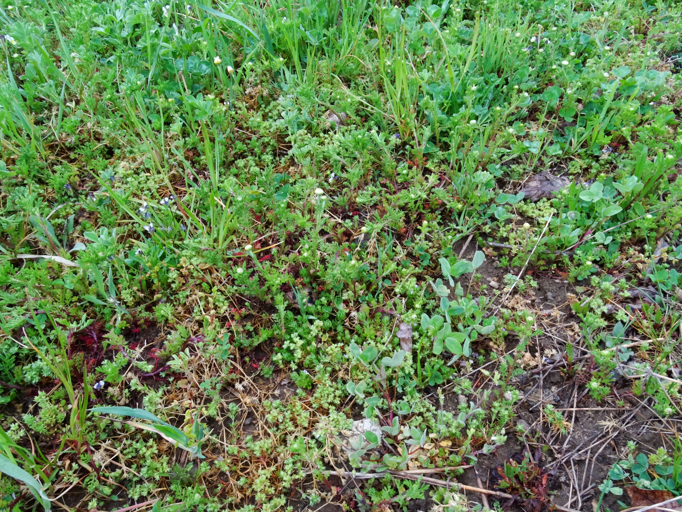 DSC01655 segetal kirchberg scleranthus cf. annuus, sherardia arvensis, viola arvensis, anthemis arvensis.JPG