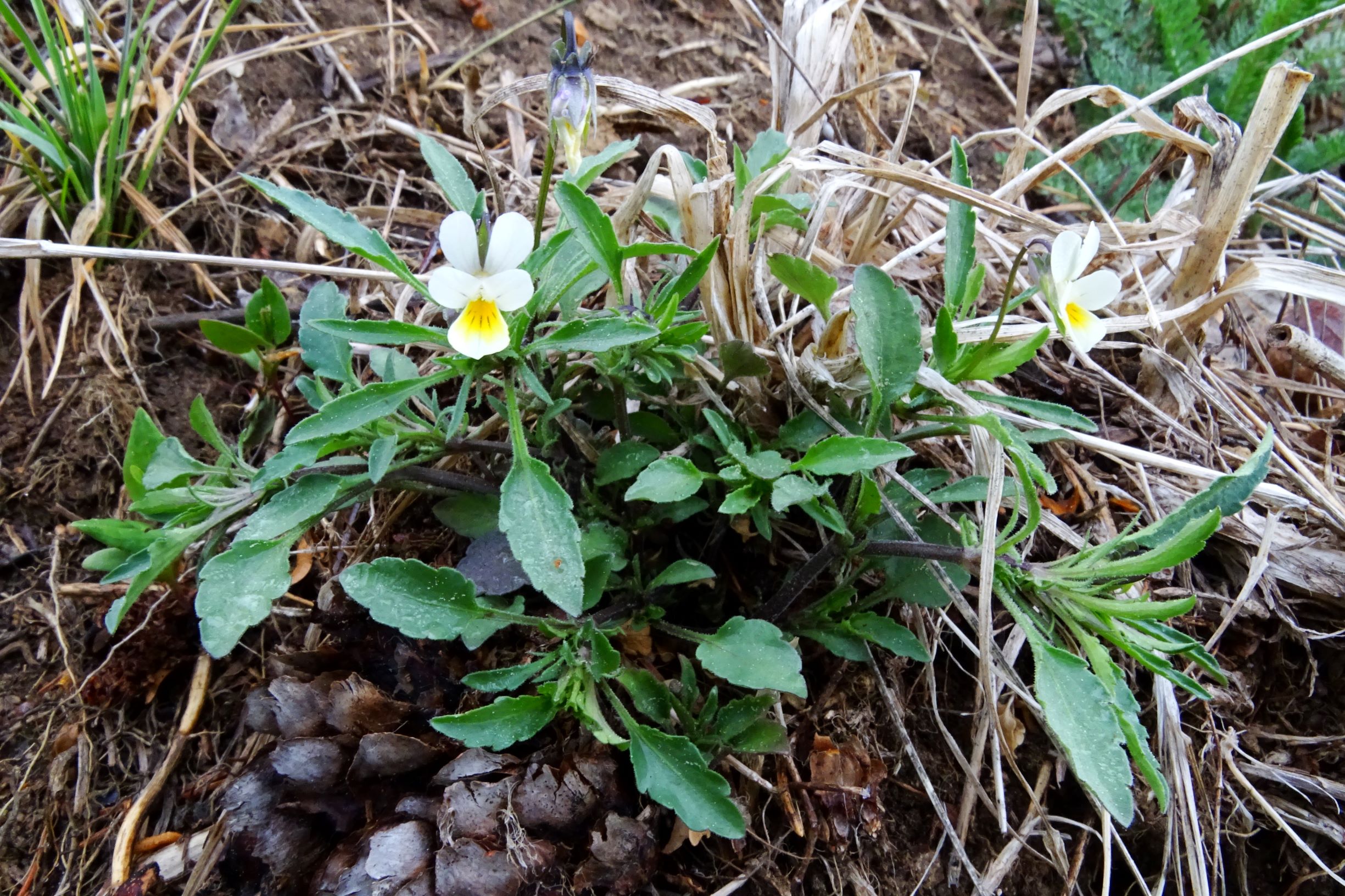 DSC01665 viola arvensis (subsp. arvensis) im mühlviertel.JPG