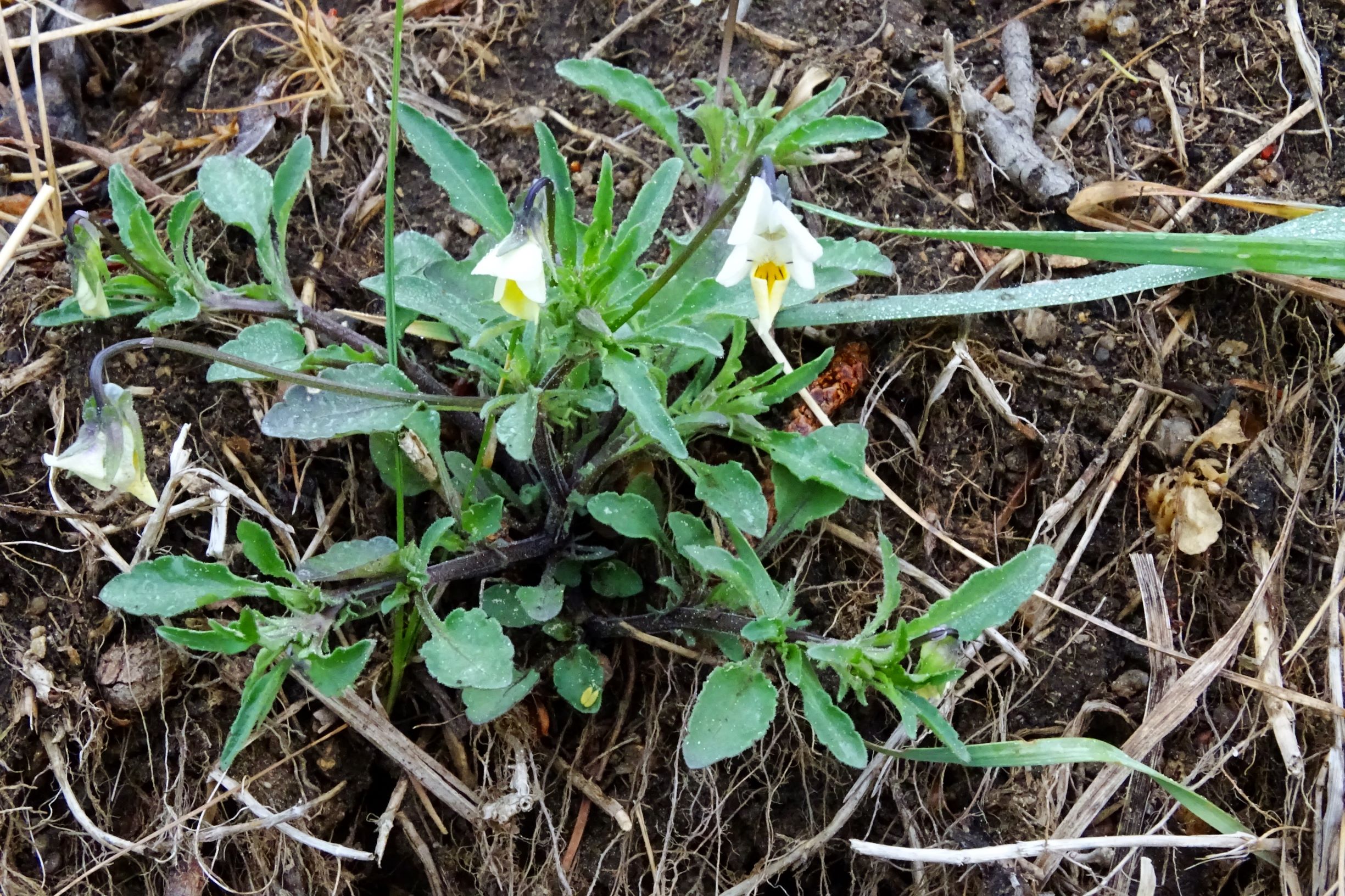 DSC01666 viola arvensis (subsp. arvensis) im mühlviertel.JPG
