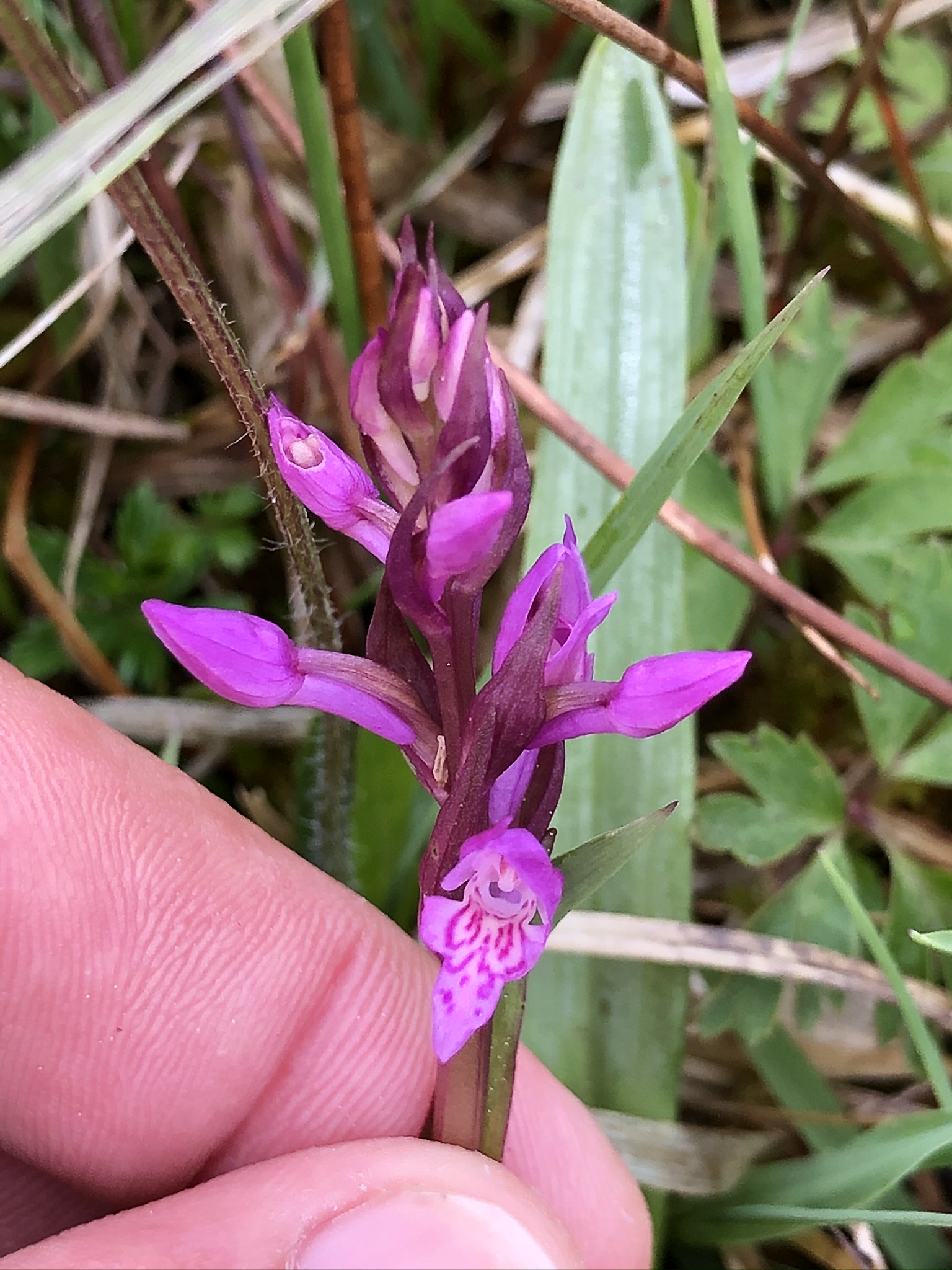 Dactylorhiza indet (6).JPEG