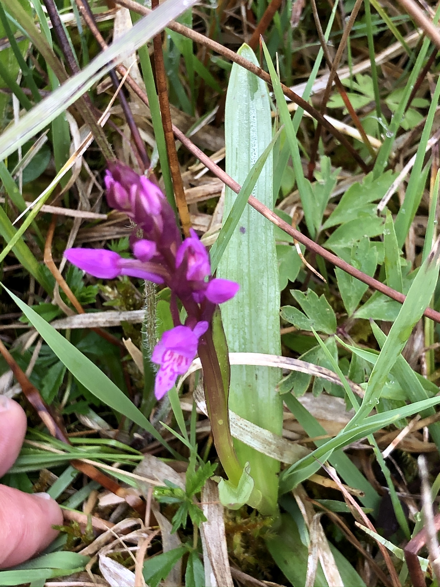 Dactylorhiza indet (7).JPEG