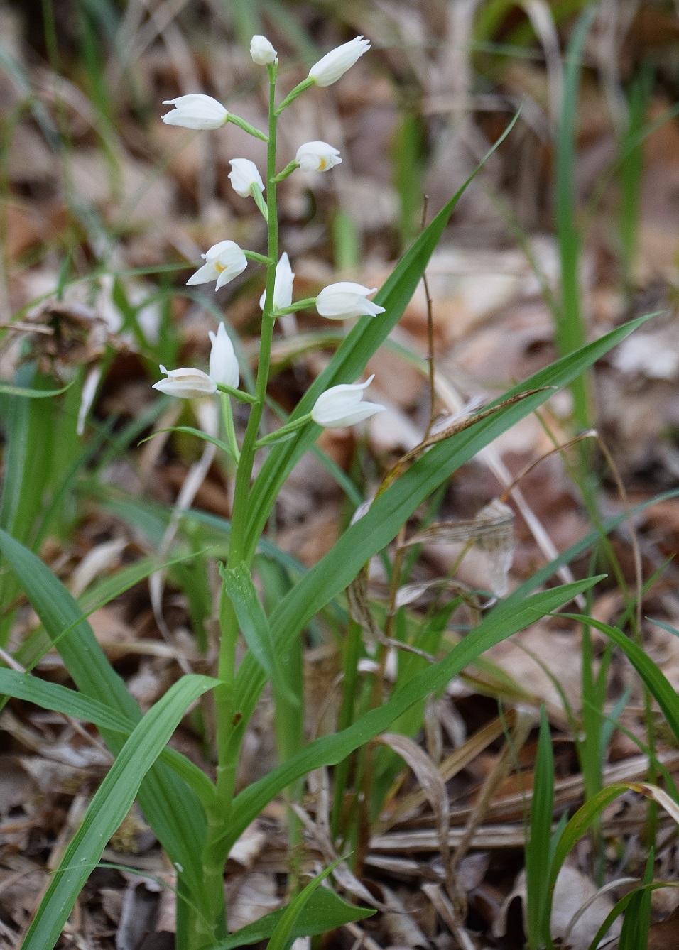Hundskehle-03052020-(8) - Weg F - Cephalantera longifolia - Schmalblatt-Waldvögelein.JPG