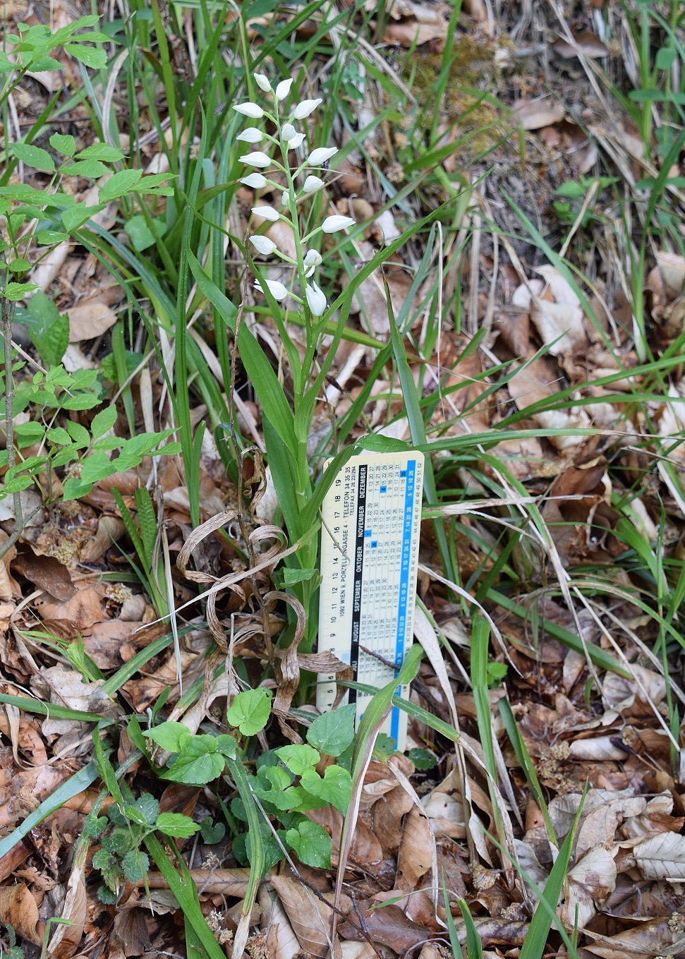 Hundskehle-03052020-(34).JPG