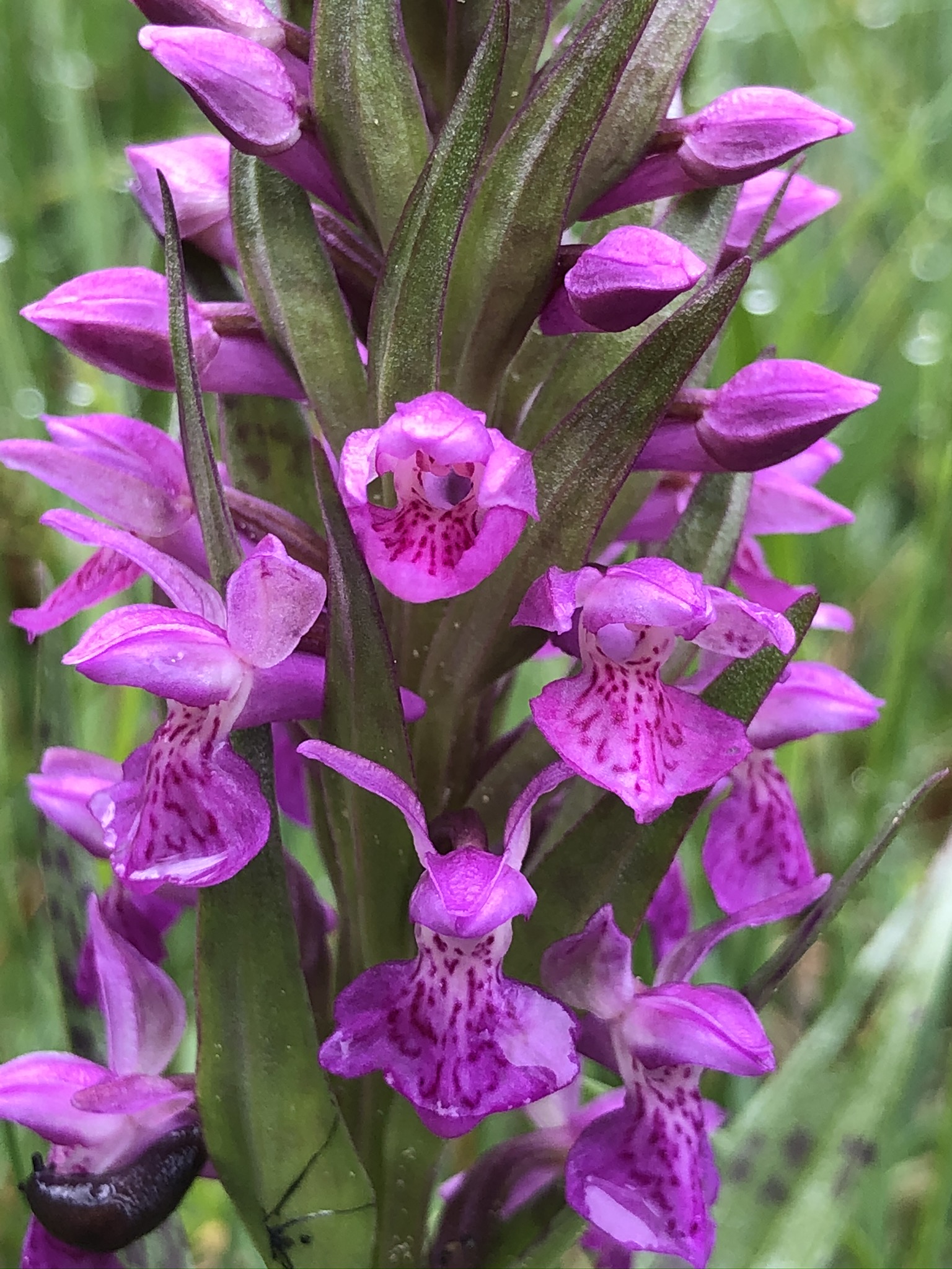 Dactylorhiza incarnata (7).JPEG