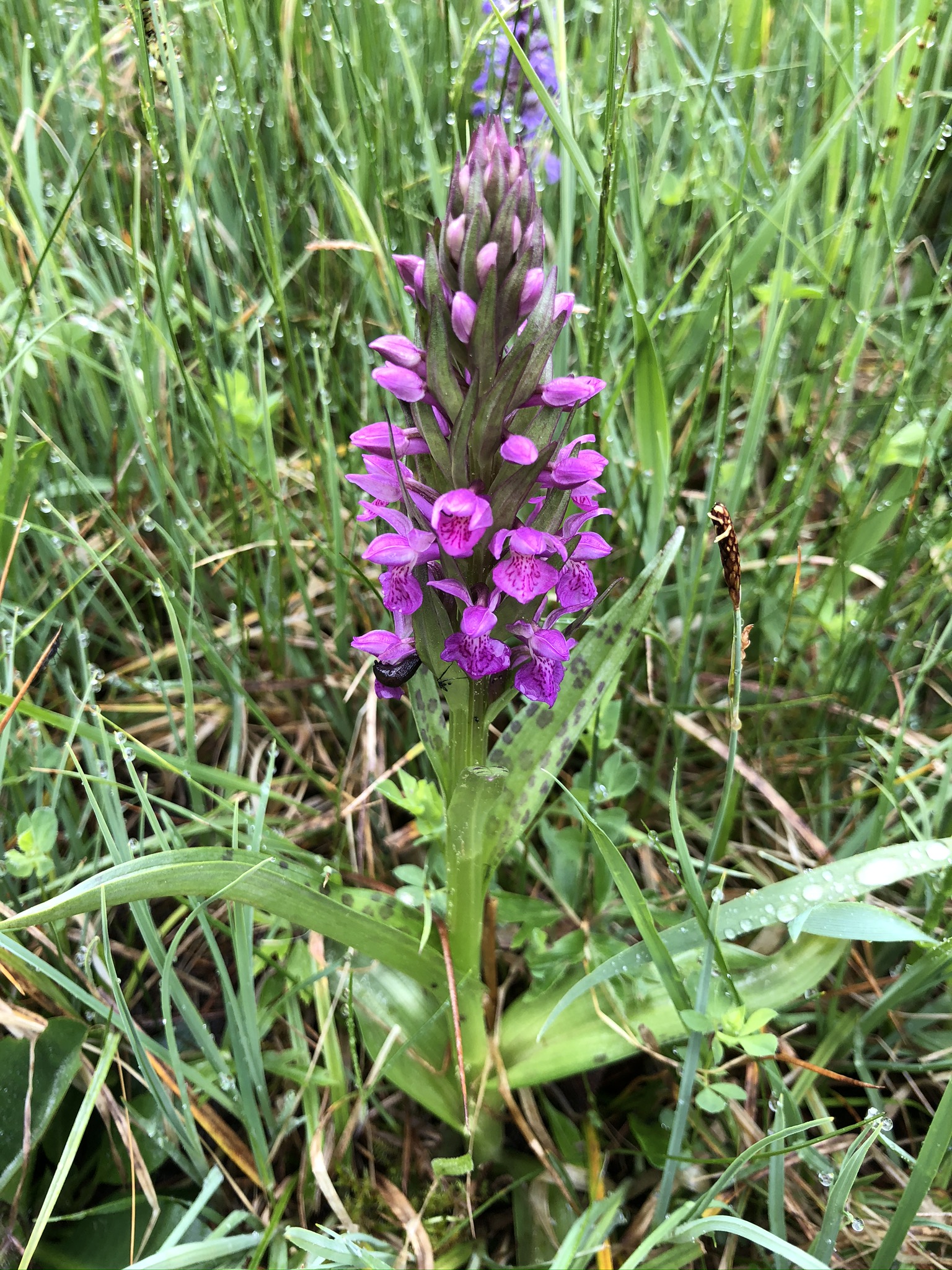Dactylorhiza incarnata (5).JPEG
