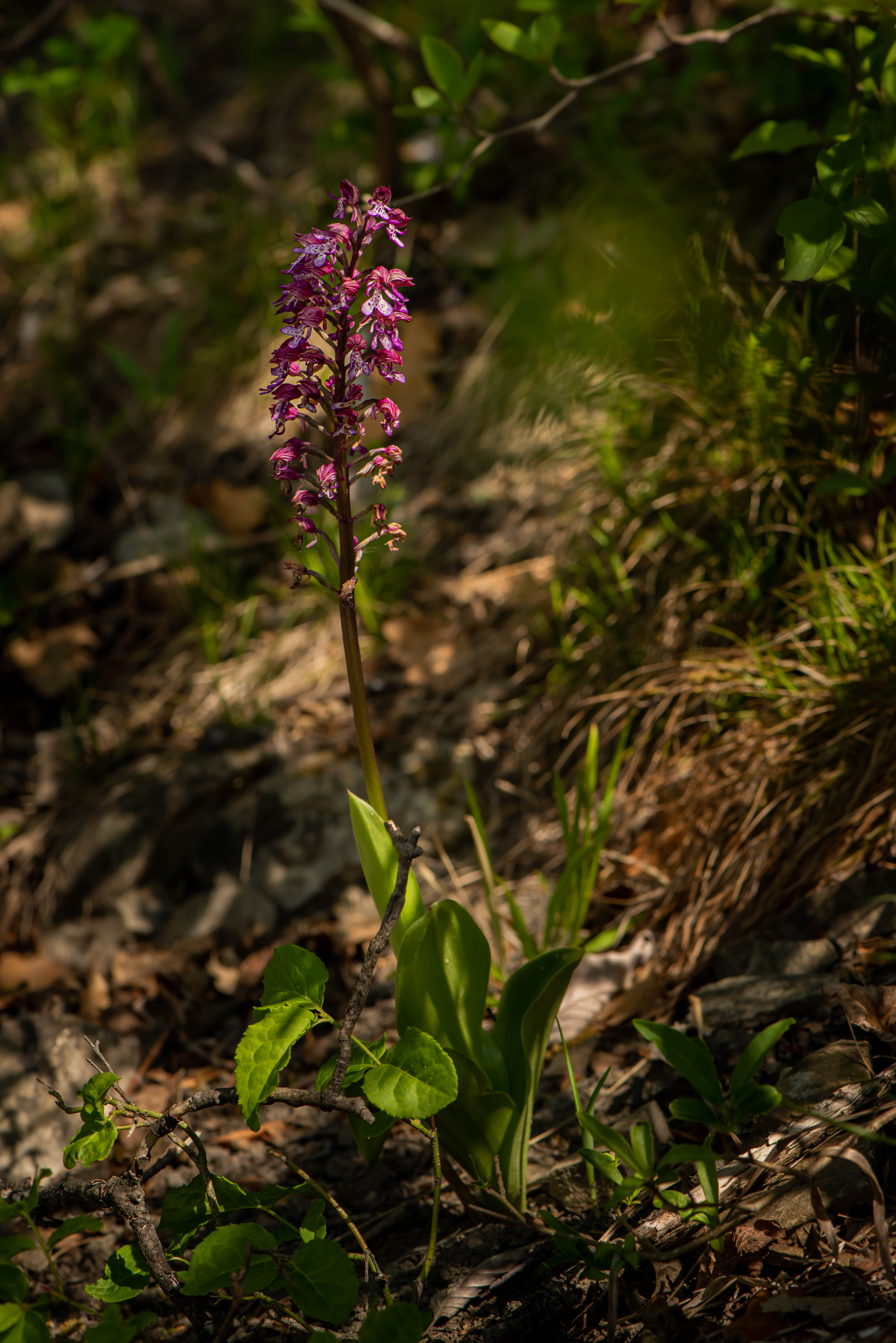 Orchis.x.hybrida.Bisamberg.JPG