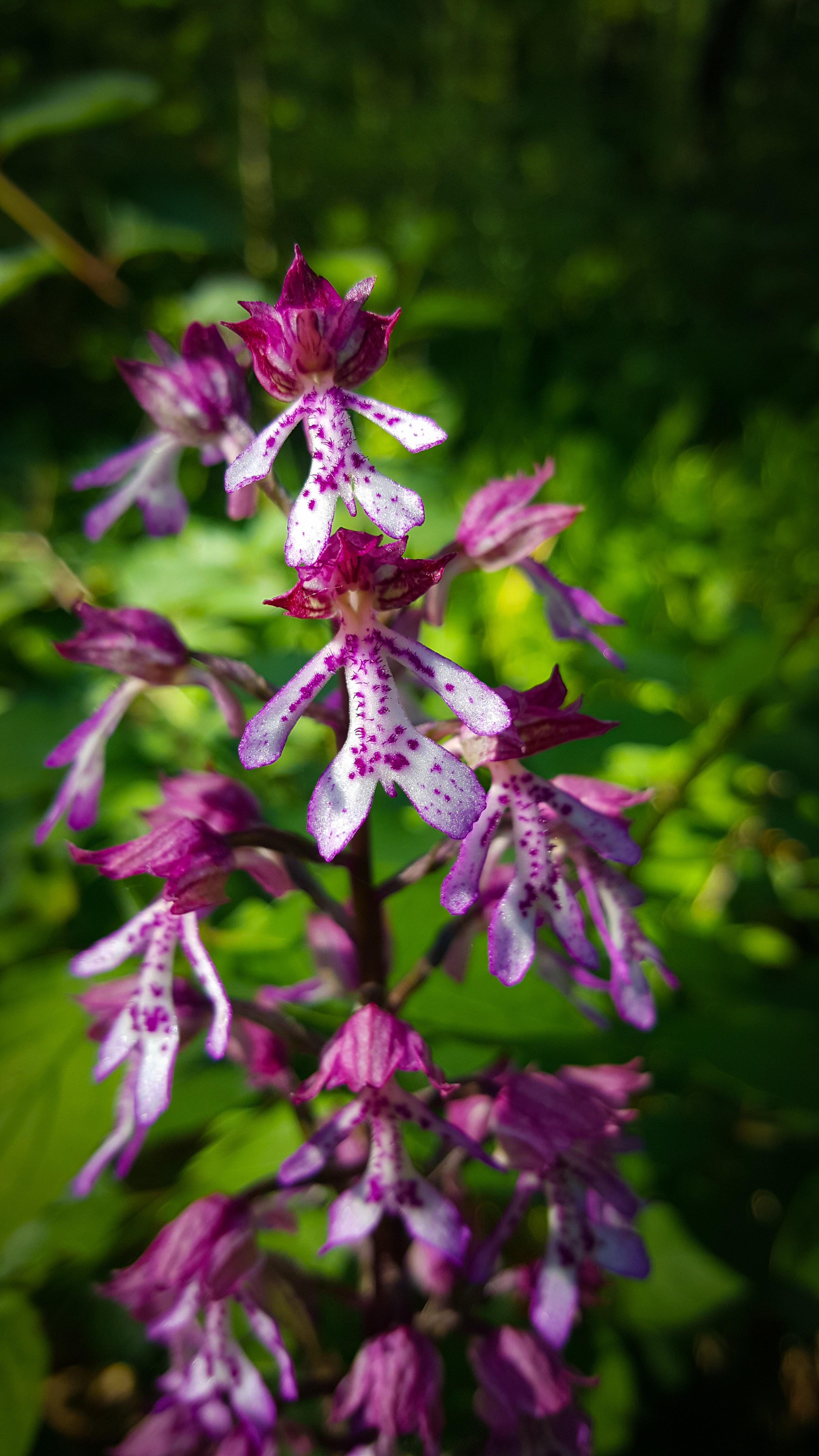 Orchis.x.hybrida.Marz.2019.JPG