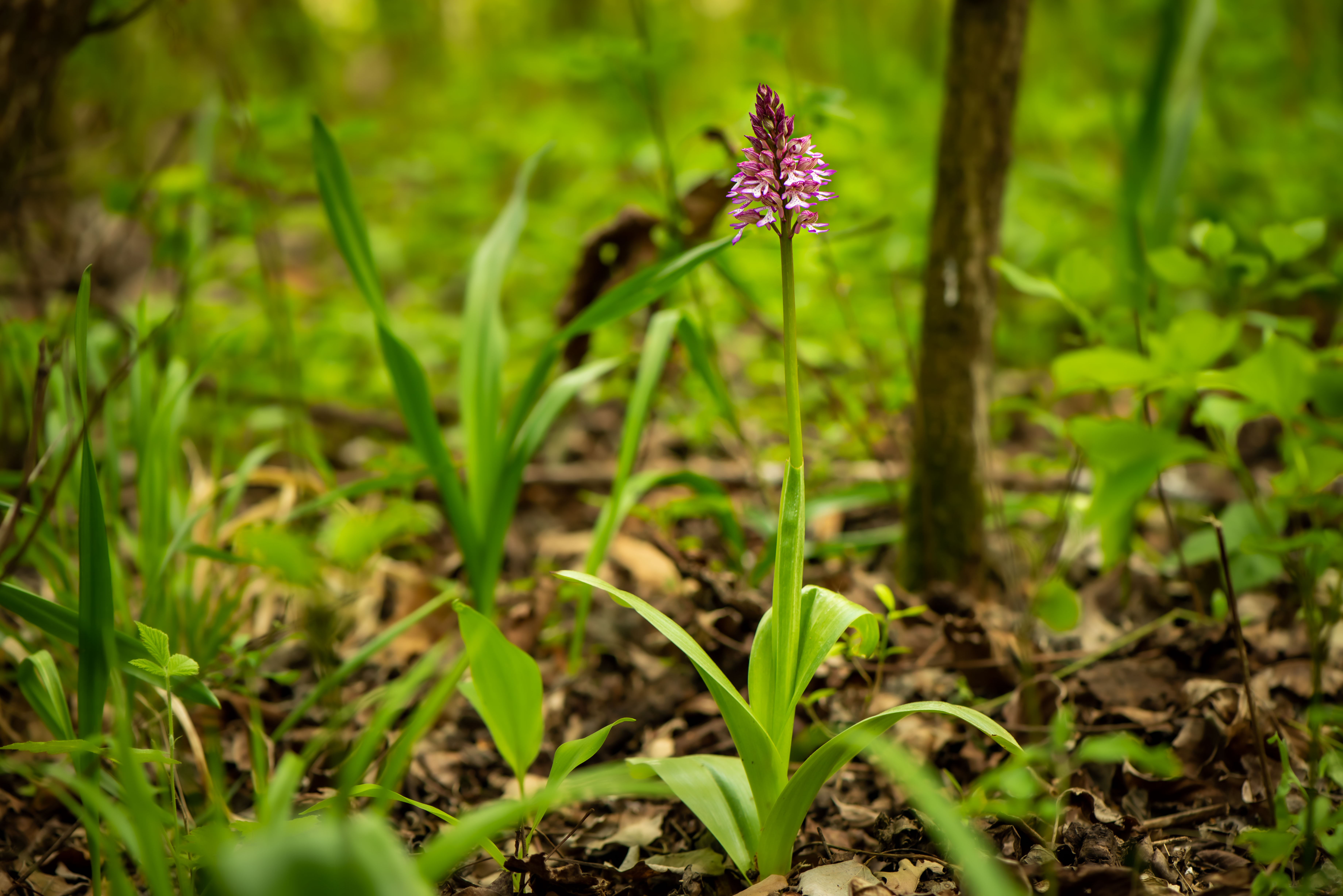 Orchis.x.hybrida.Marz.JPG