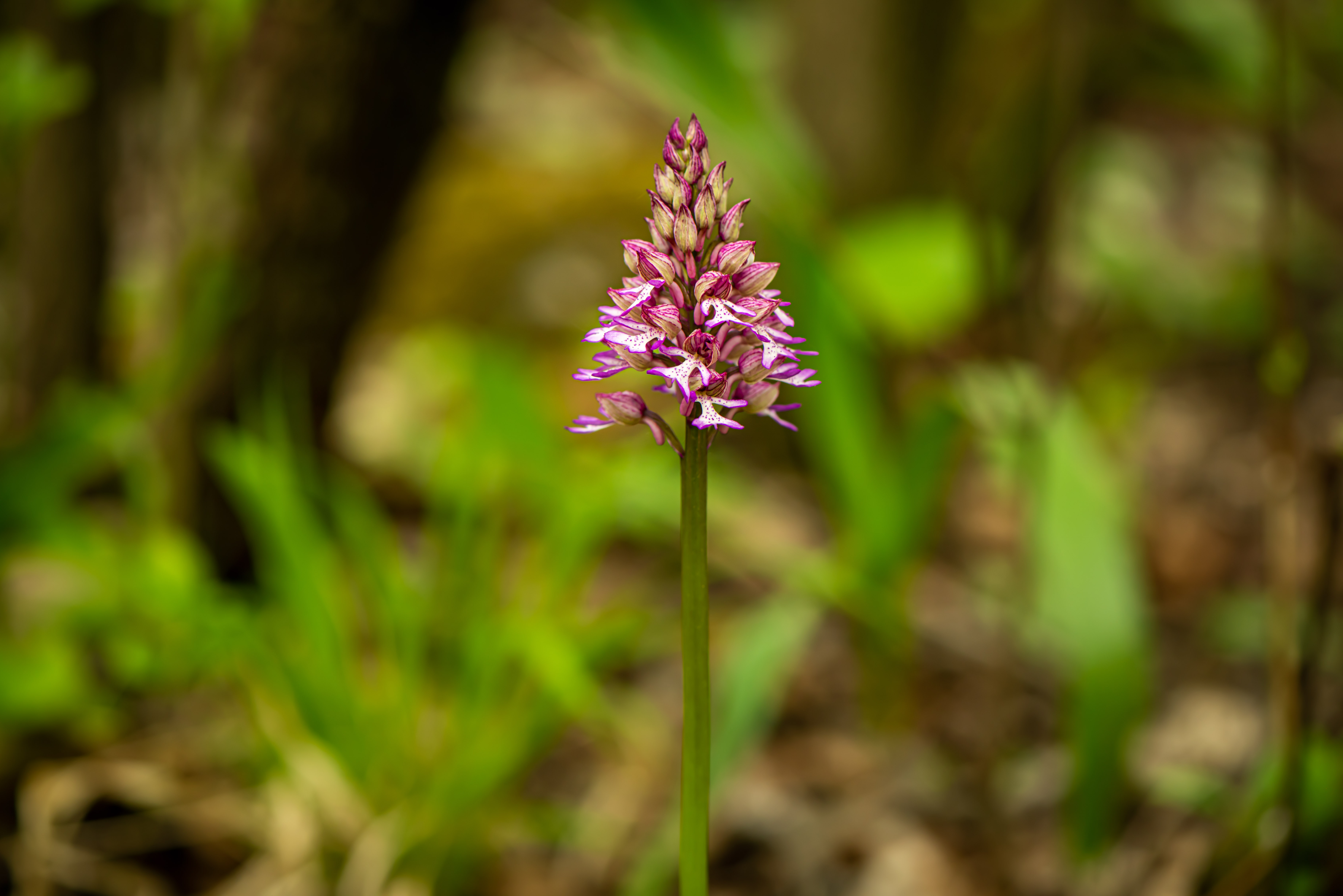 Orchis.x.hybrida.Marz1.JPG