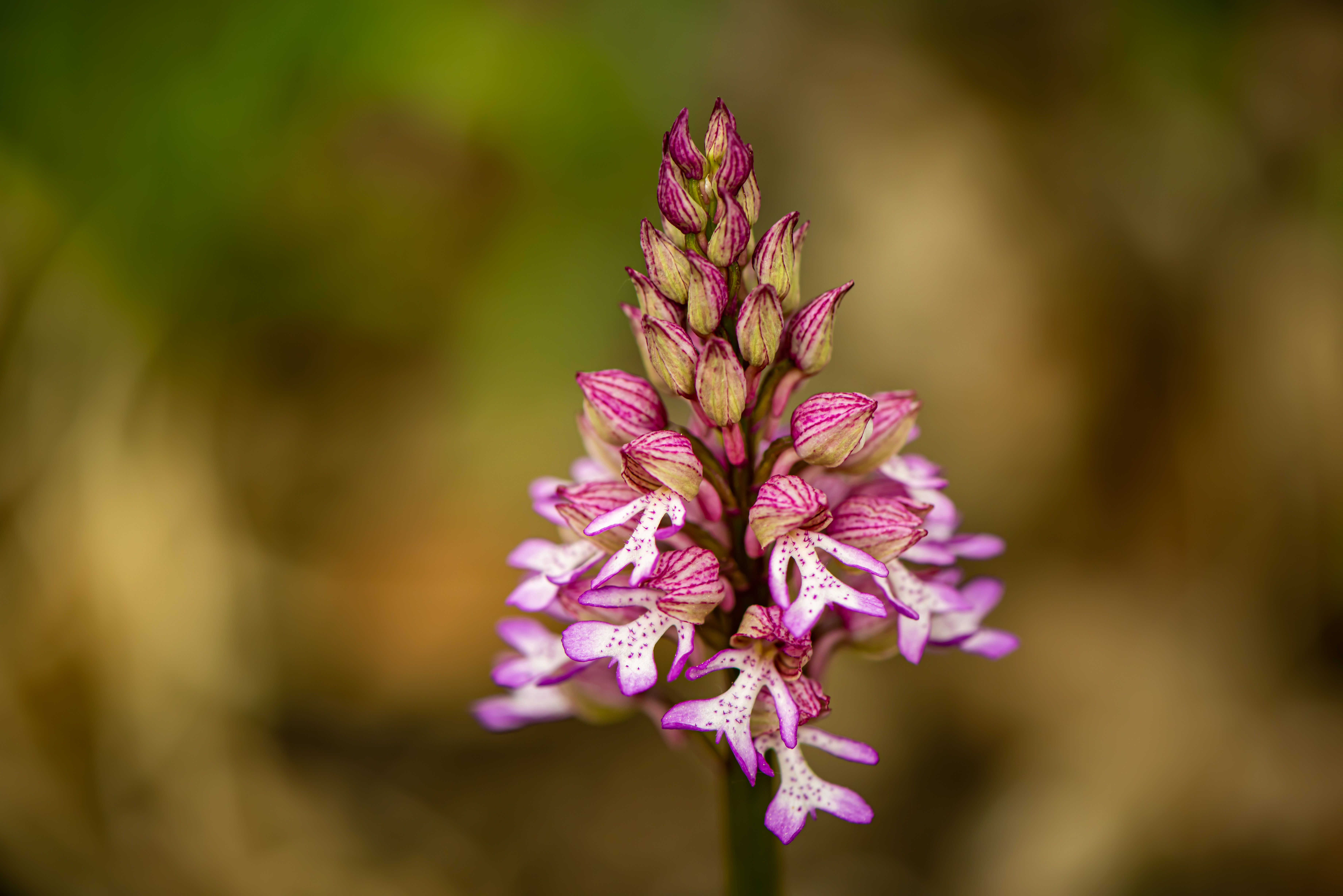Orchis.x.hybrida.Marz2.JPG