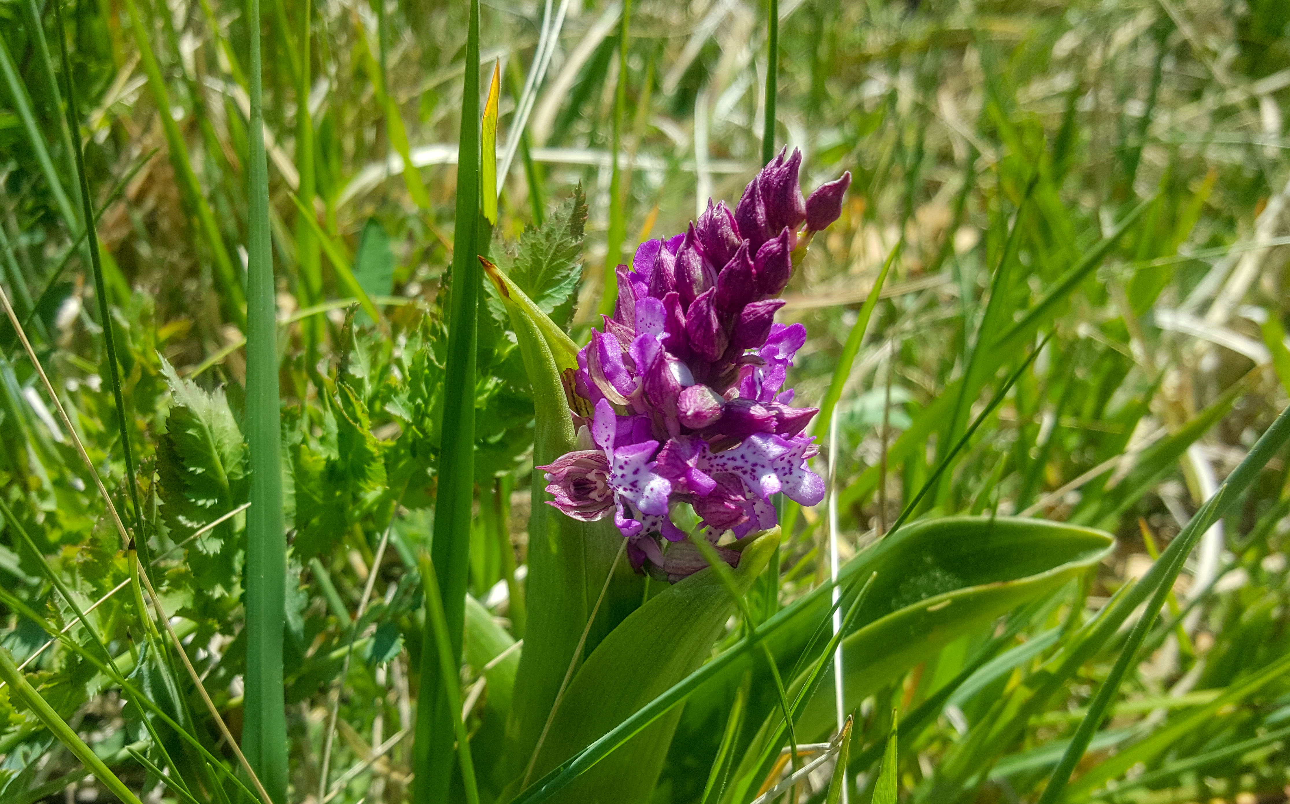 Orchis.x.hybrida.Neckenmarkt2.JPG