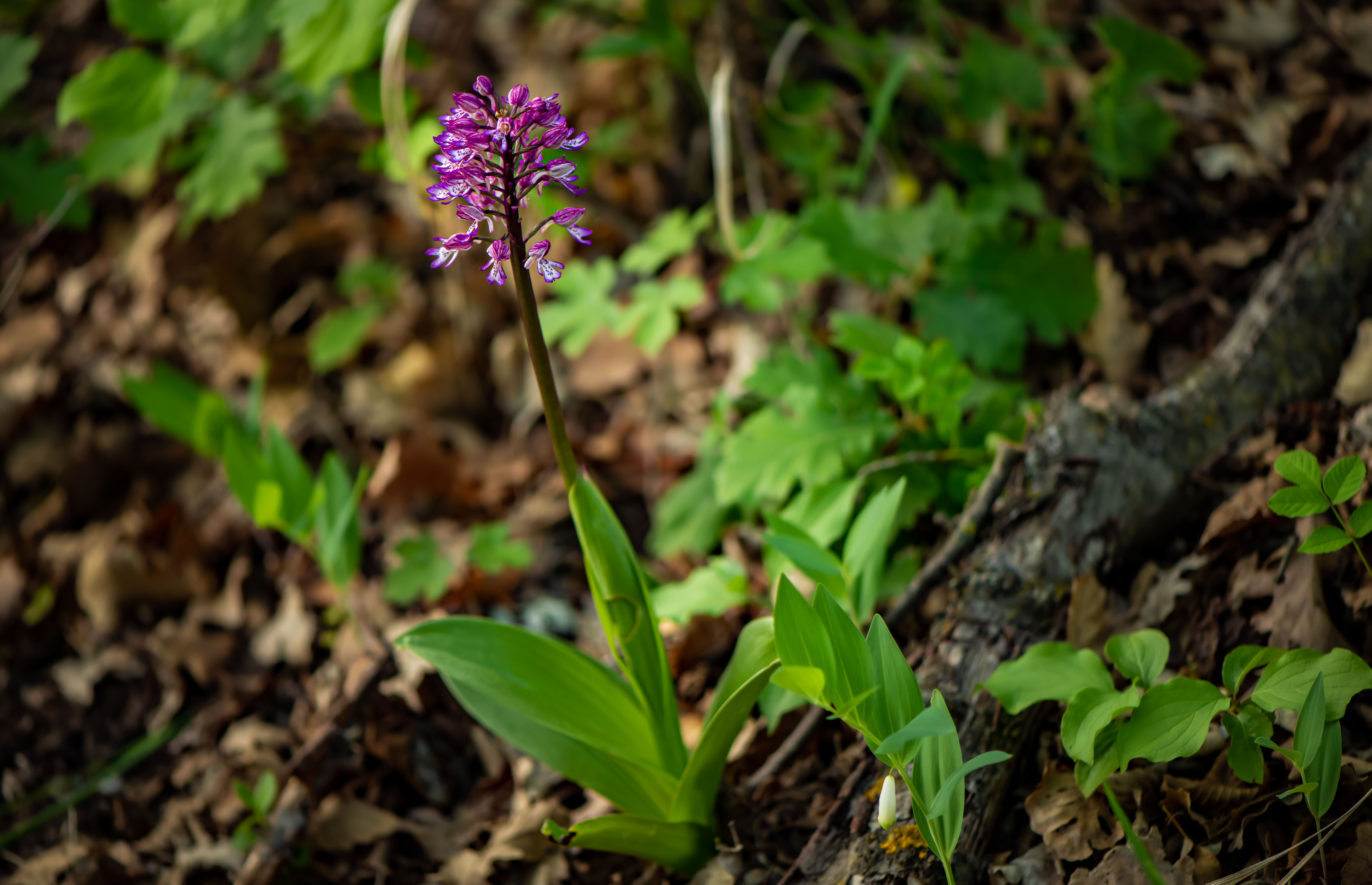 Orchis.x.hybrida.St.Georgen.JPG