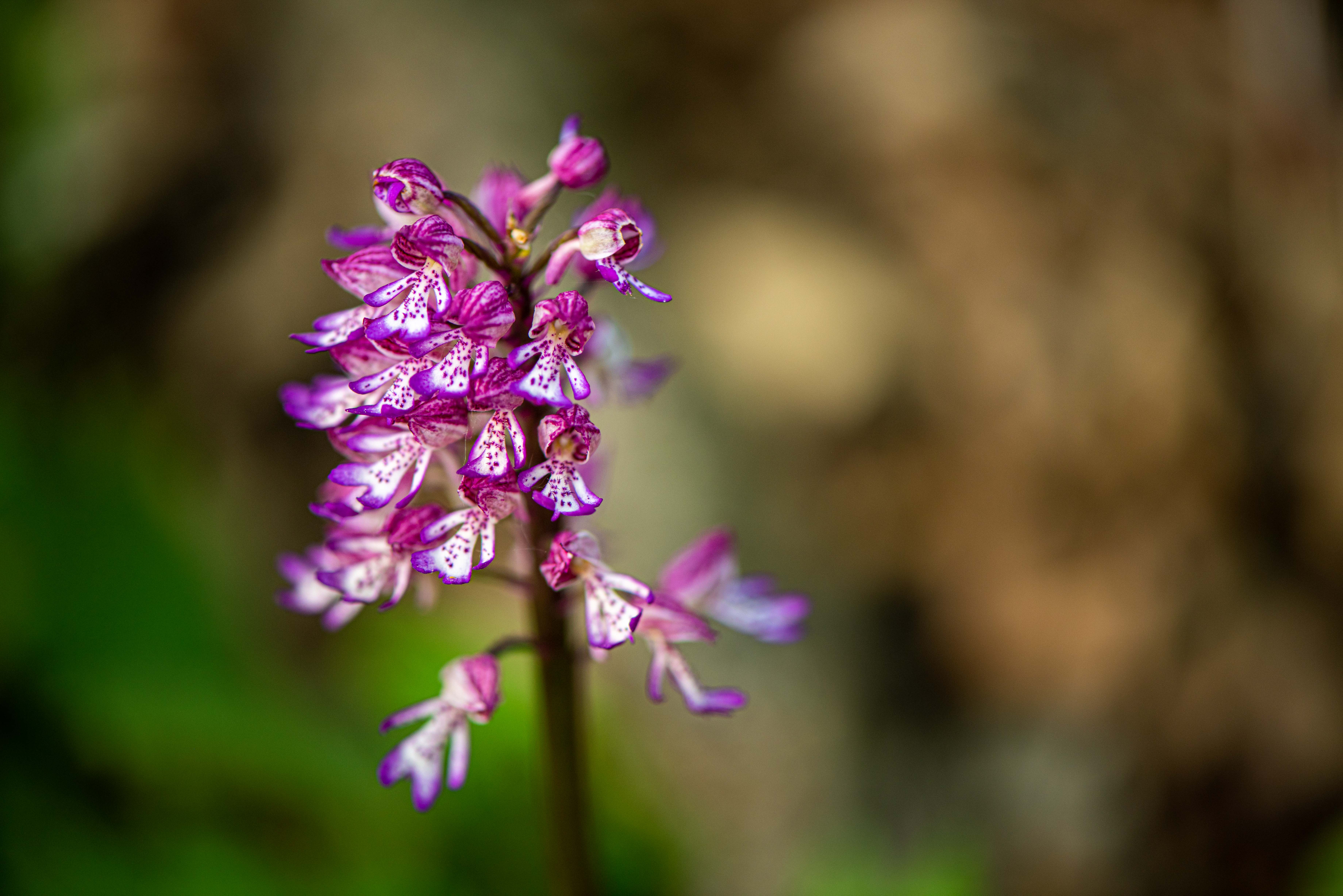 Orchis.x.hybrida.St.Georgen2.JPG