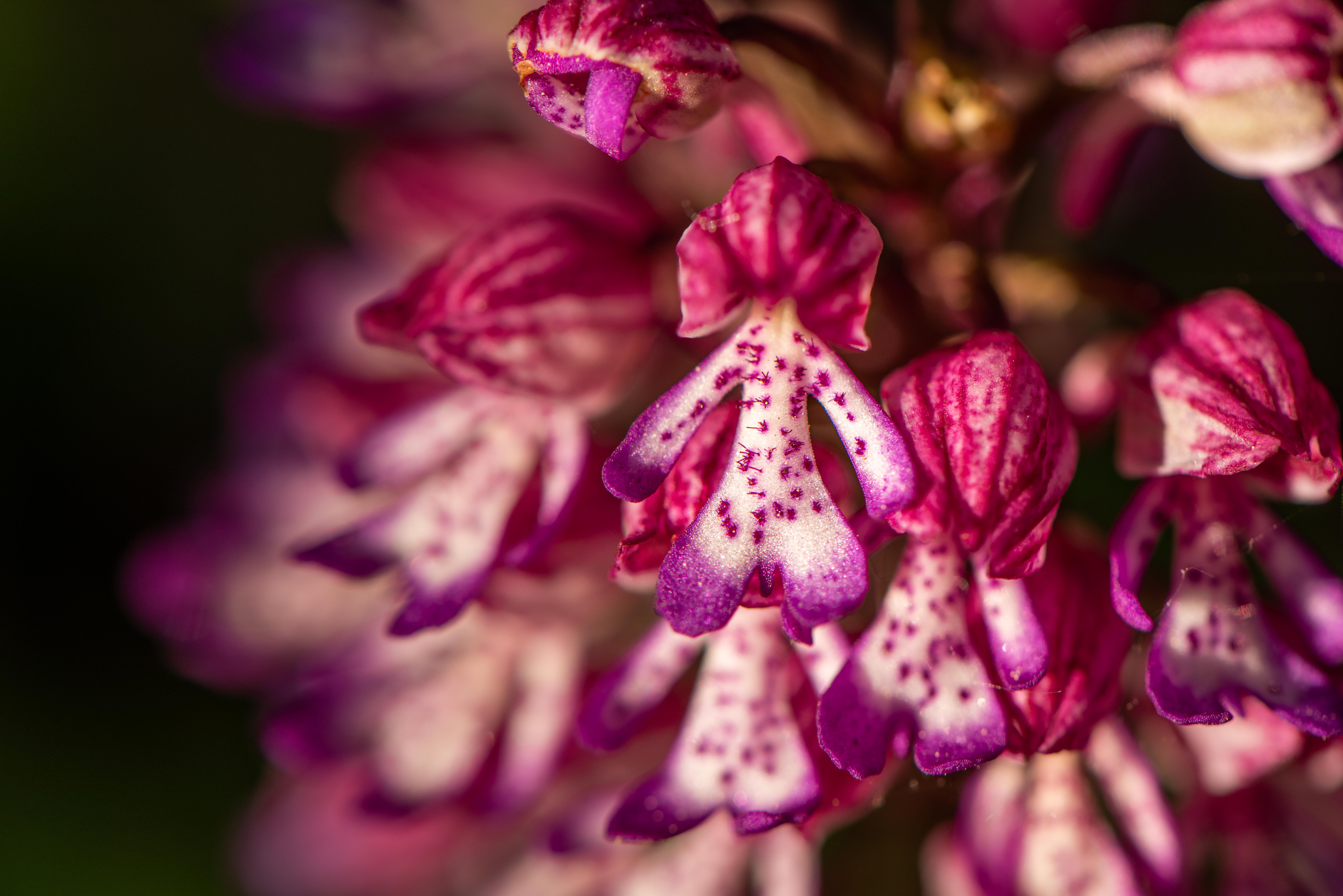 Orchis.x.hybrida.St.Georgen3.JPG