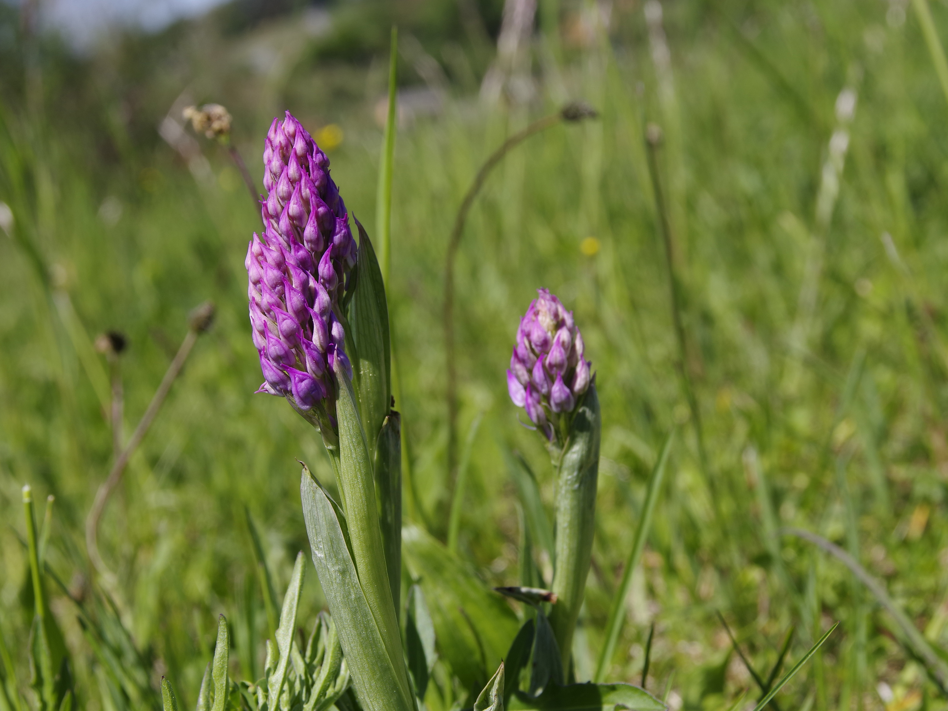 Neotinea tridentata_leutschach4.jpg