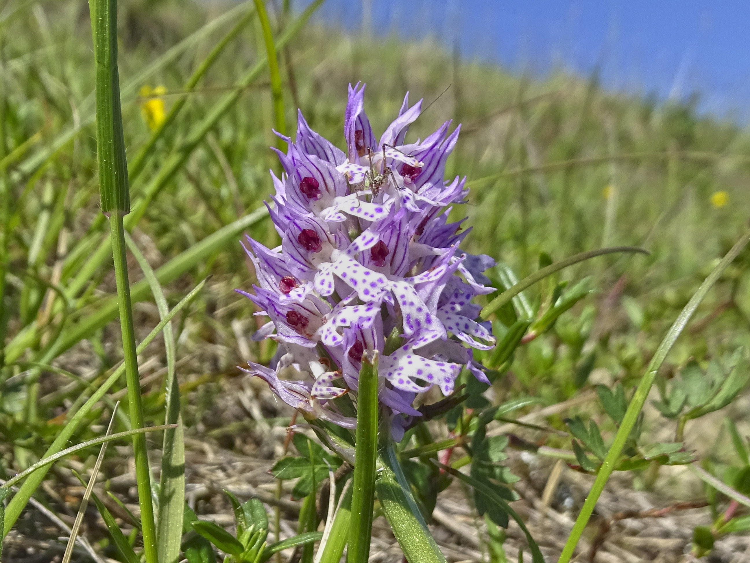 Neotinea tridentata_leutschach1b.jpg