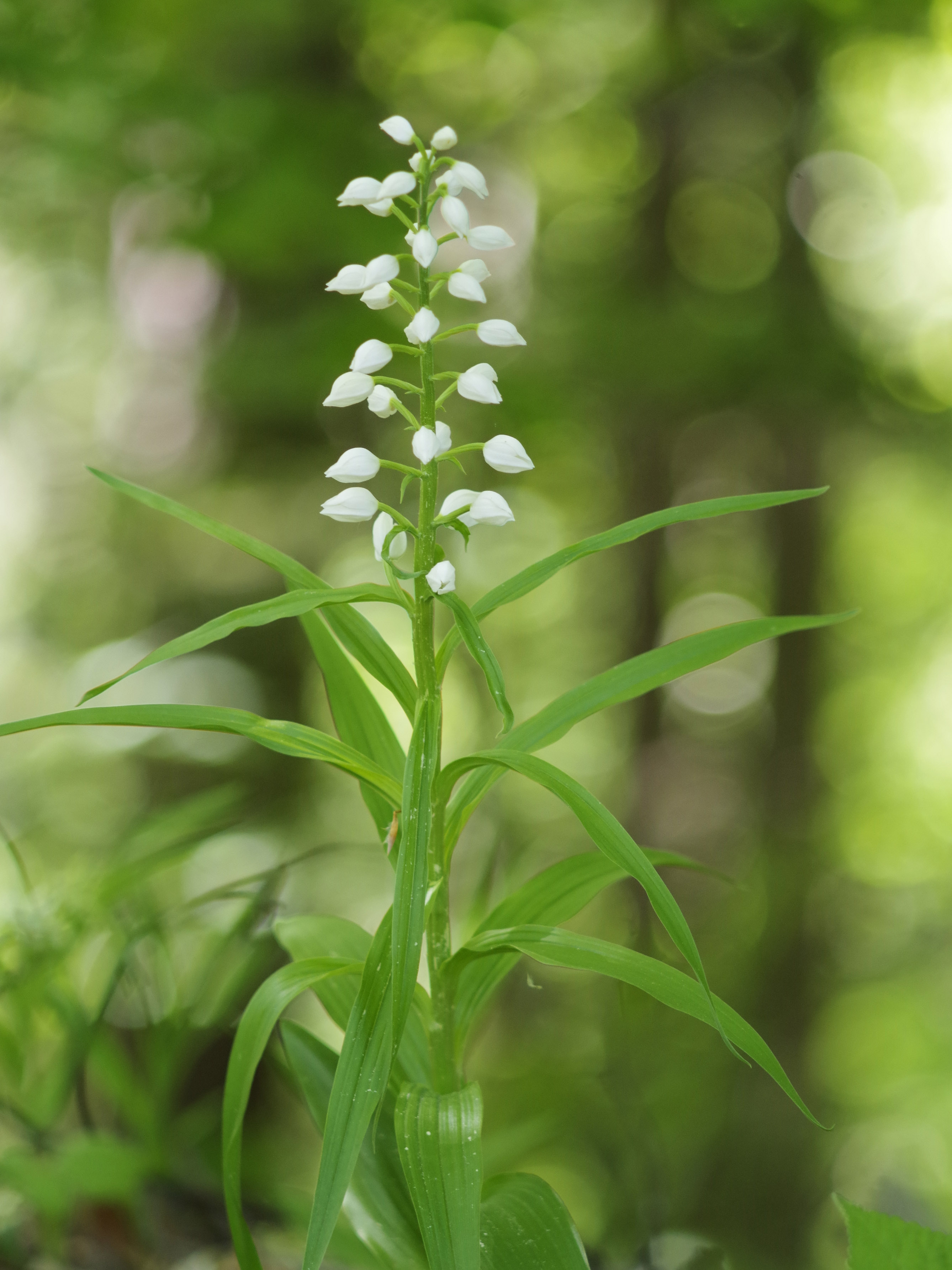 Cephalanthera longifolia_leutschach.jpg