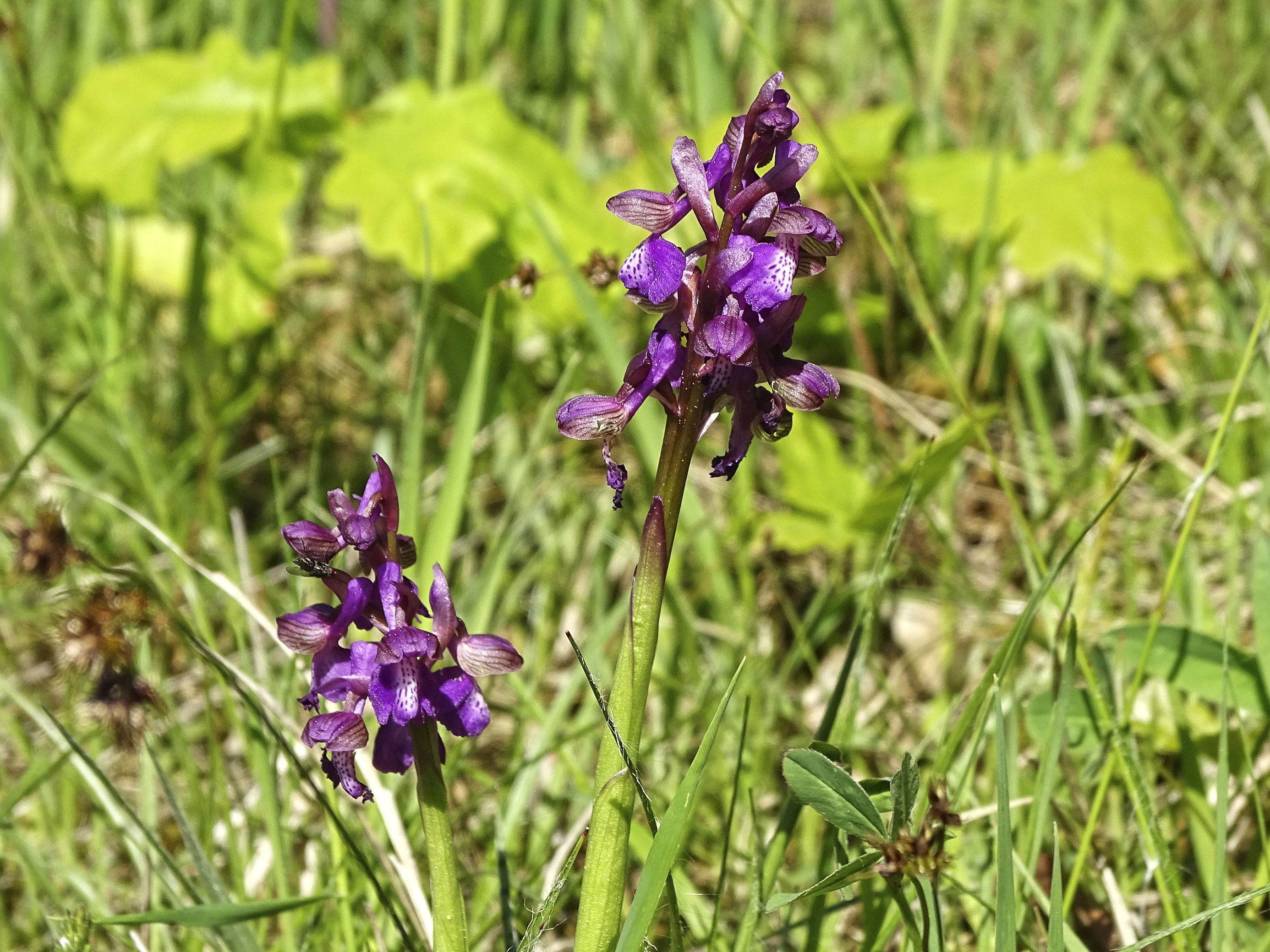 Anacamptis morio3.jpg