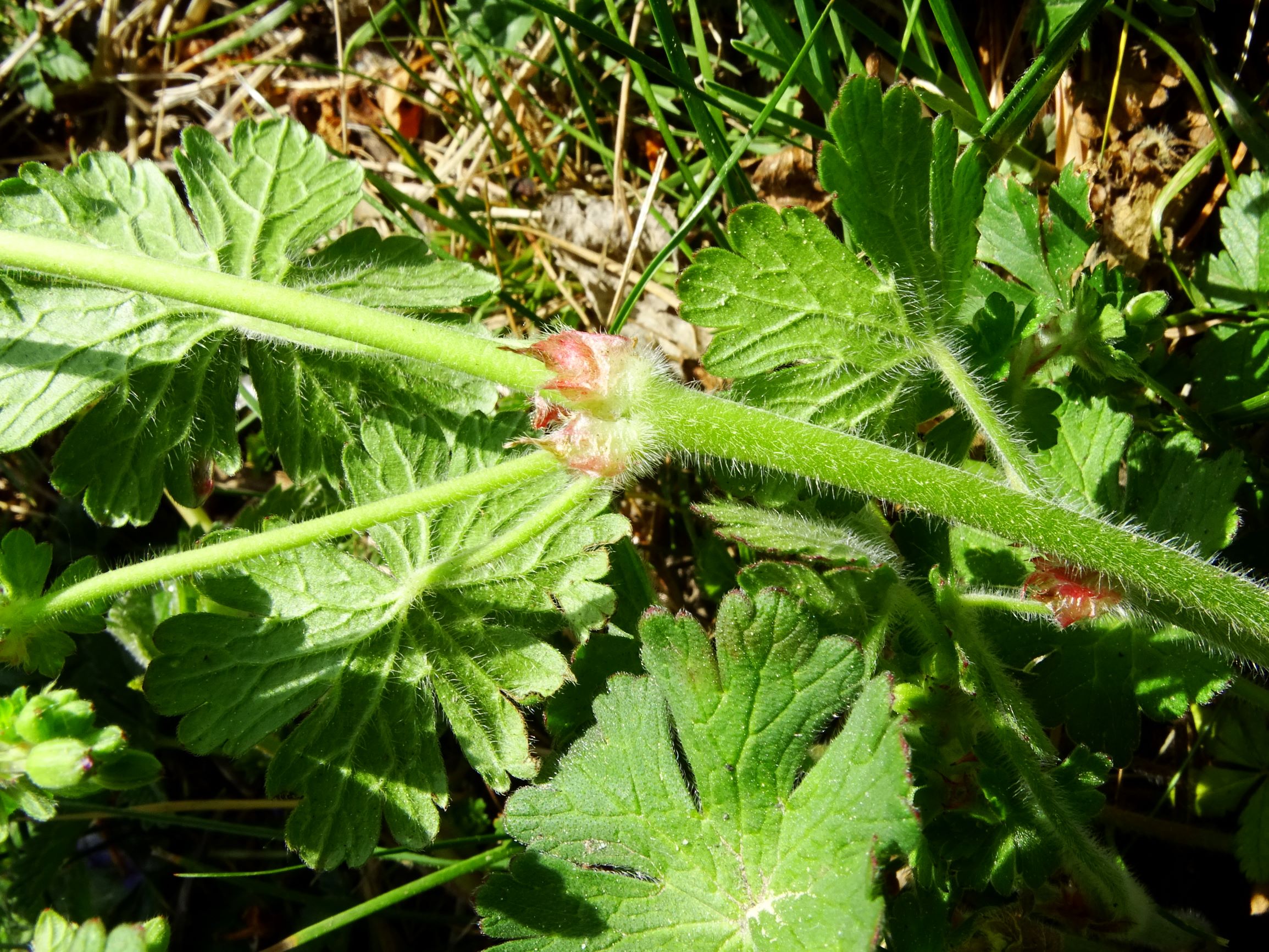 DSC02032 geranium pyrenaicum.JPG