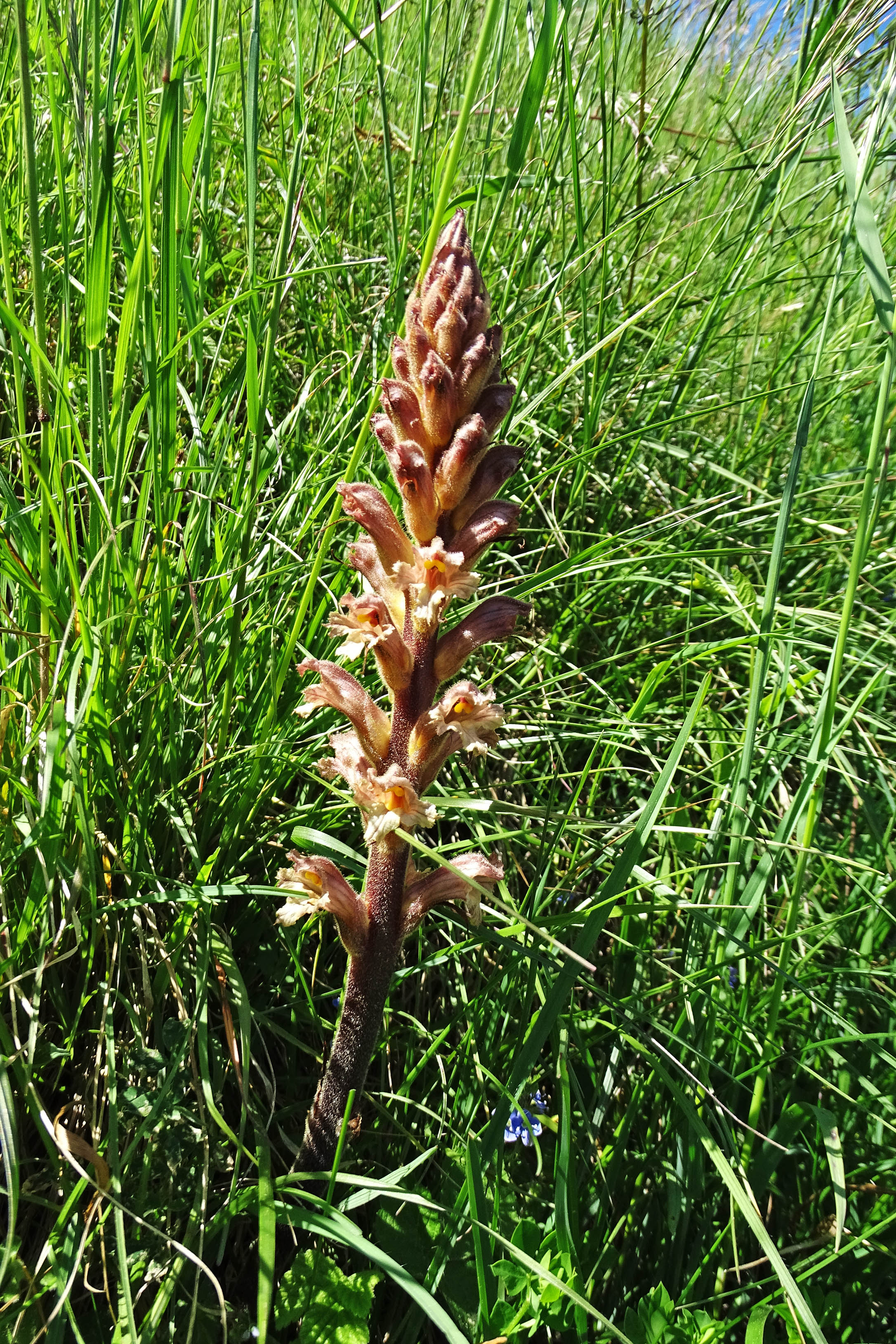 Orobanche lutea2b_leutschach.jpg