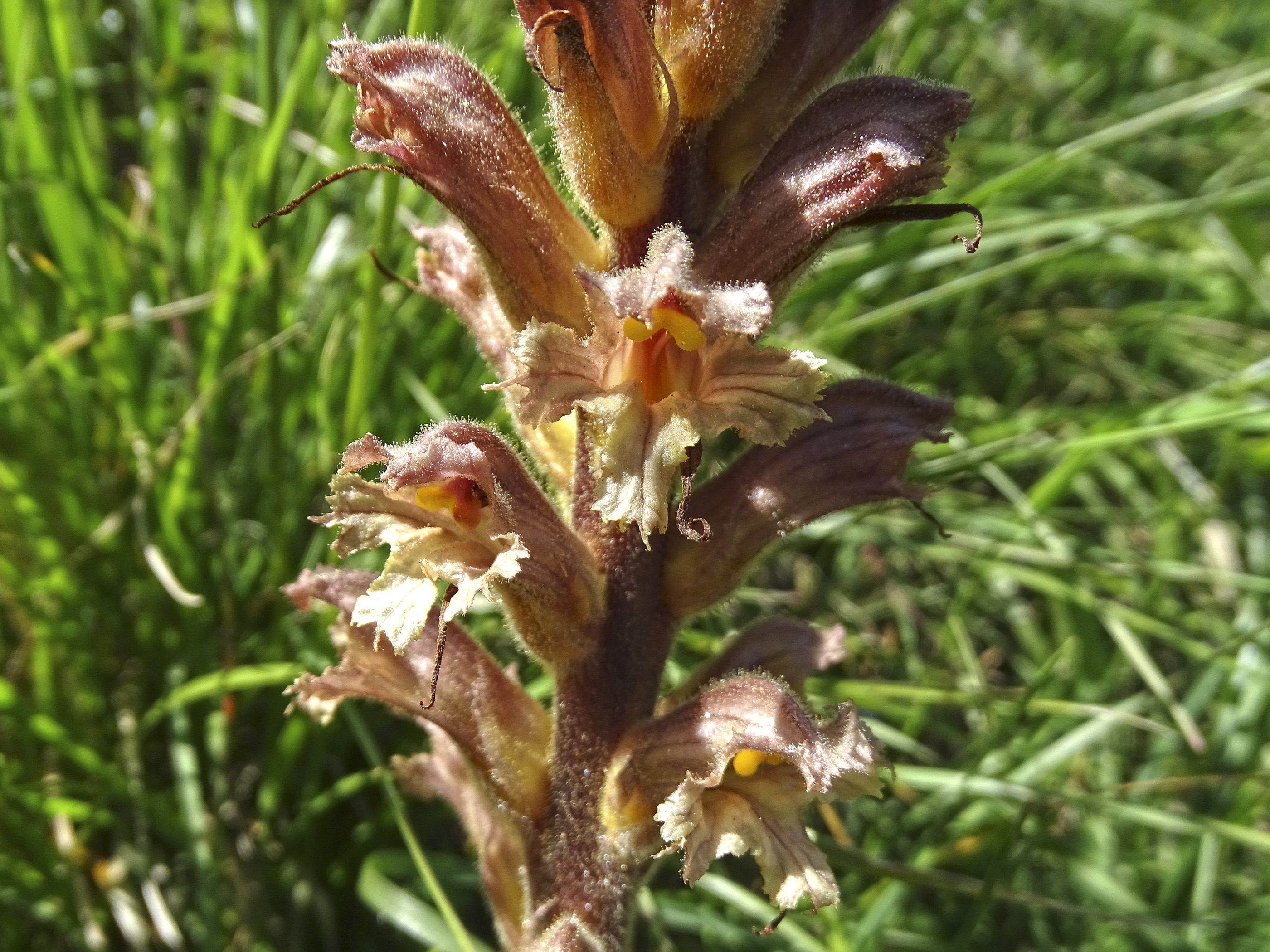 Orobanche lutea2_leutschach.jpg