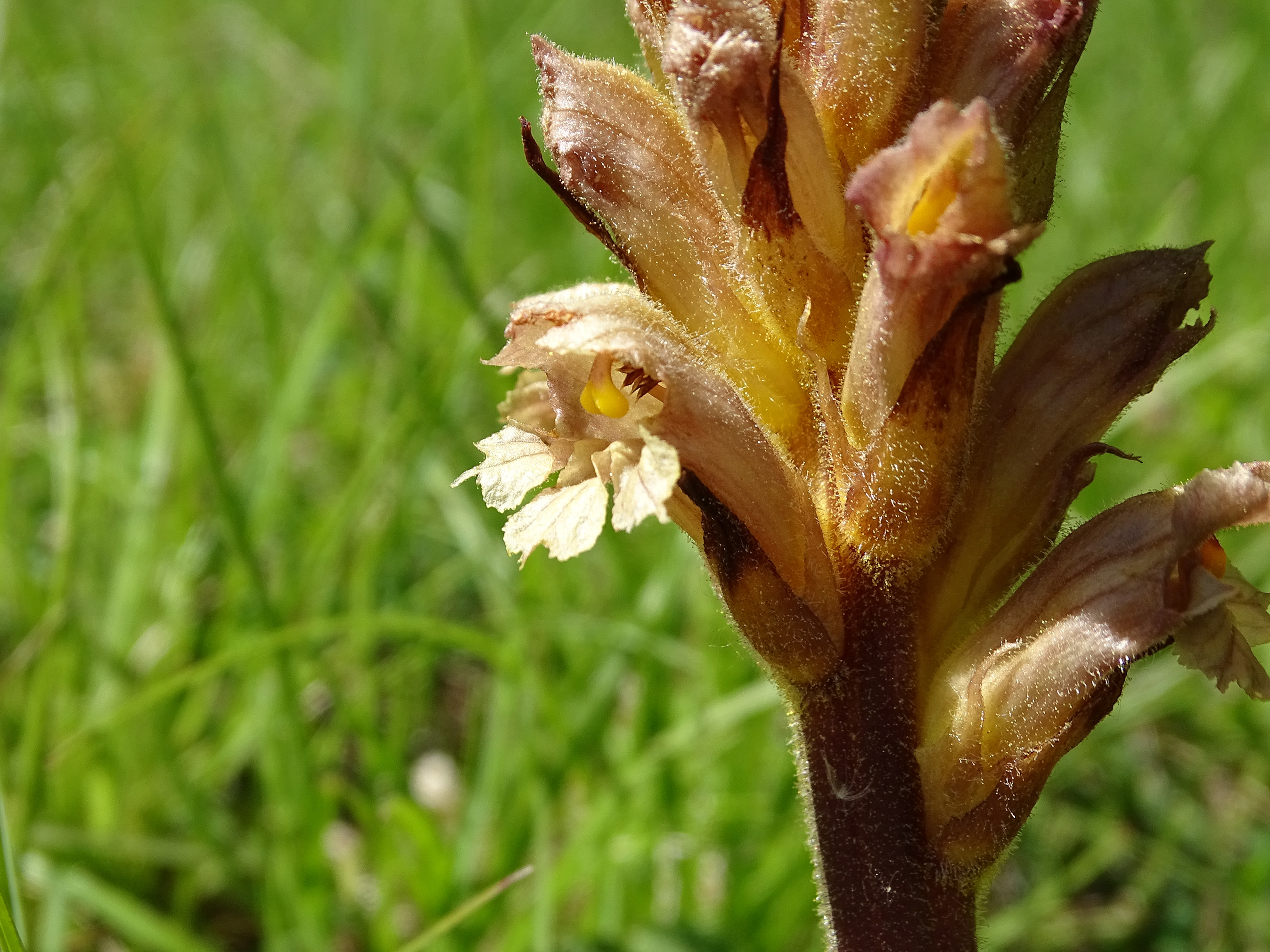 Orobanche lutea1b_leutschach.jpg