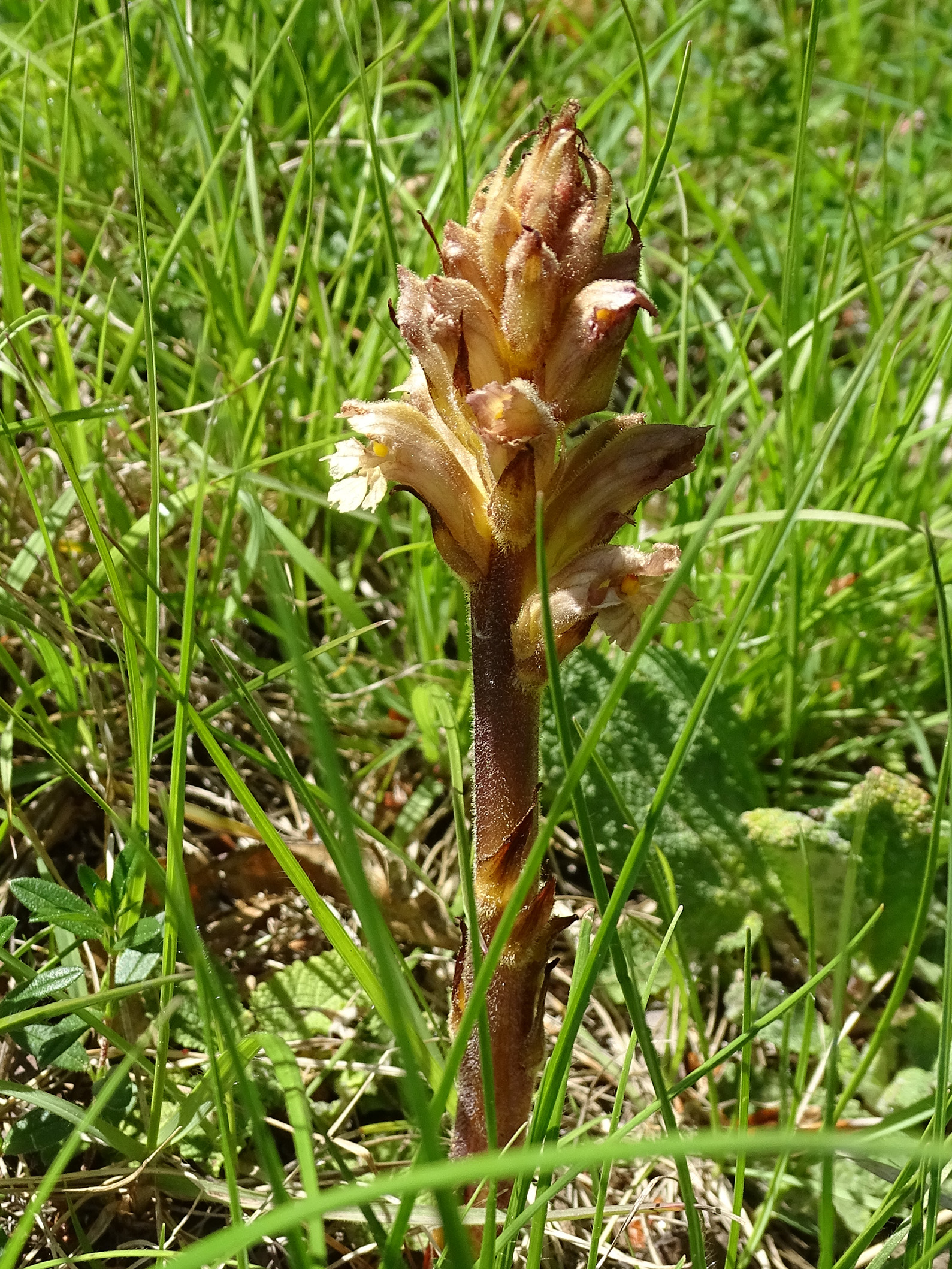 Orobanche lutea1_leutschach.jpg