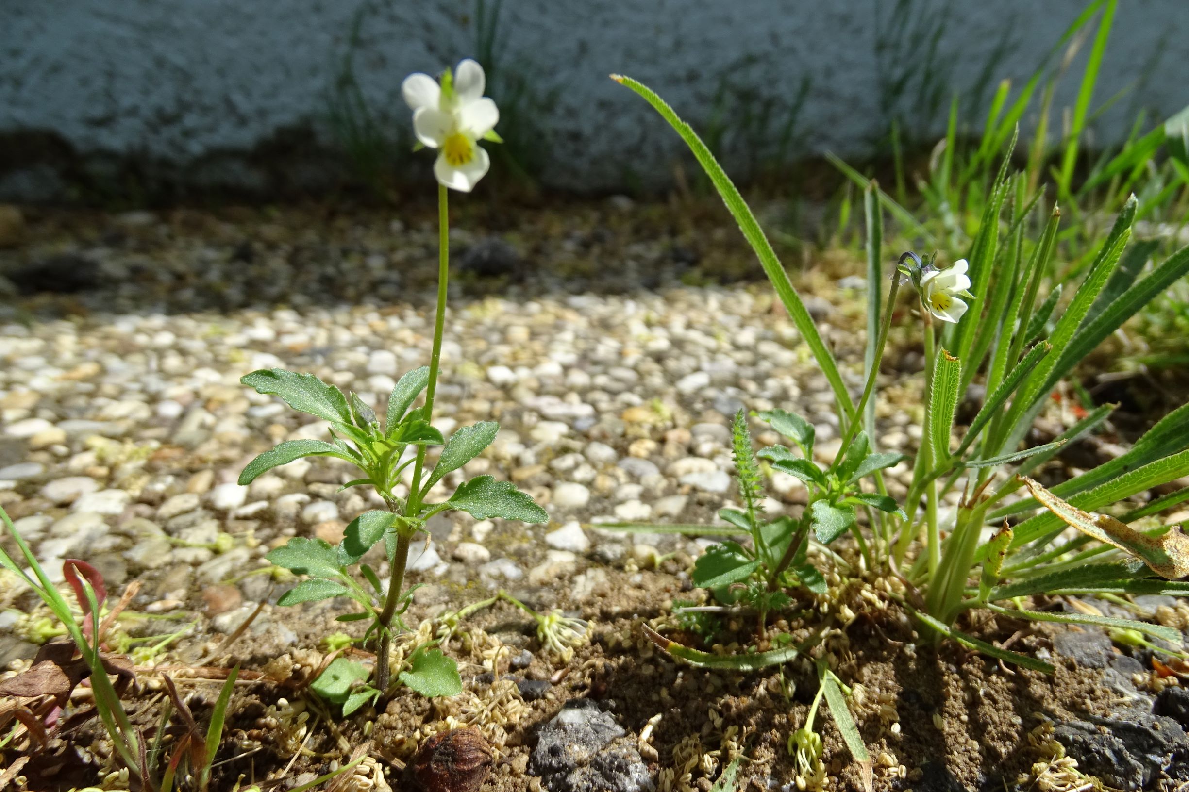 DSC02434 viola cf. arvensis arvensis prellenkirchen.JPG