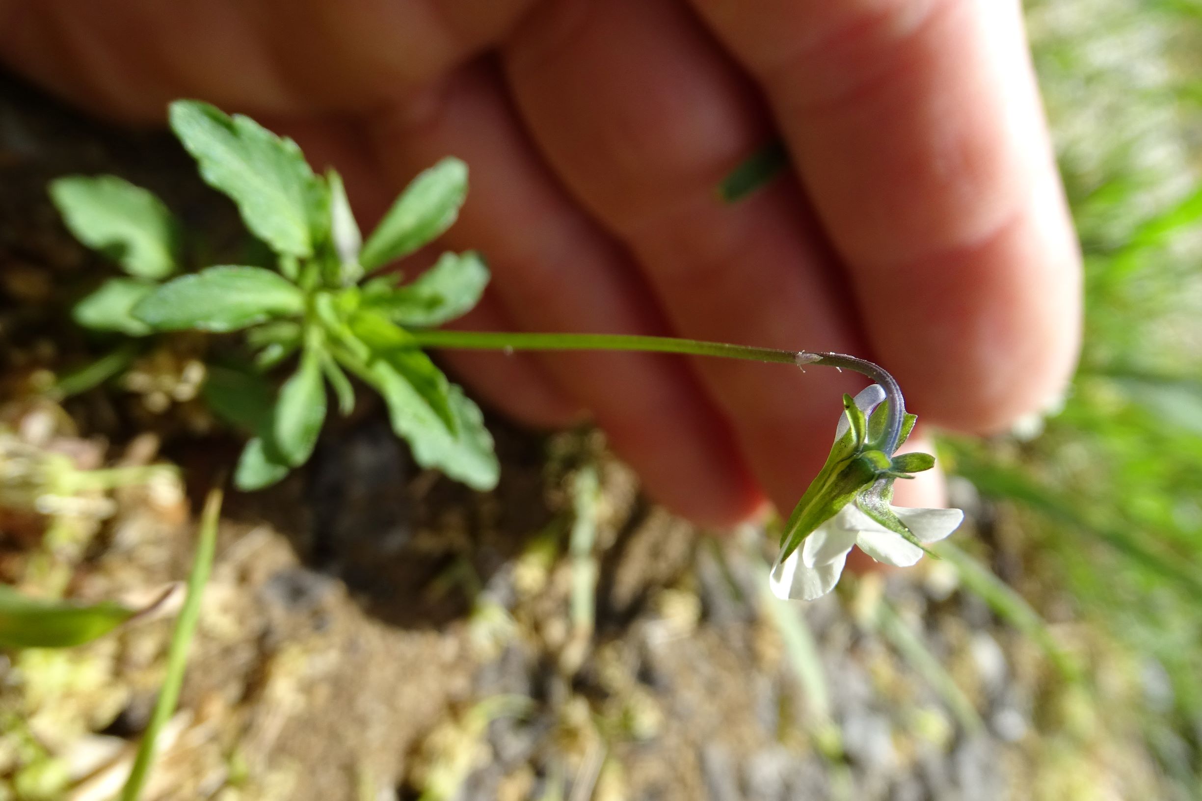 DSC02445 viola cf. arvensis arvensis prellenkirchen.JPG