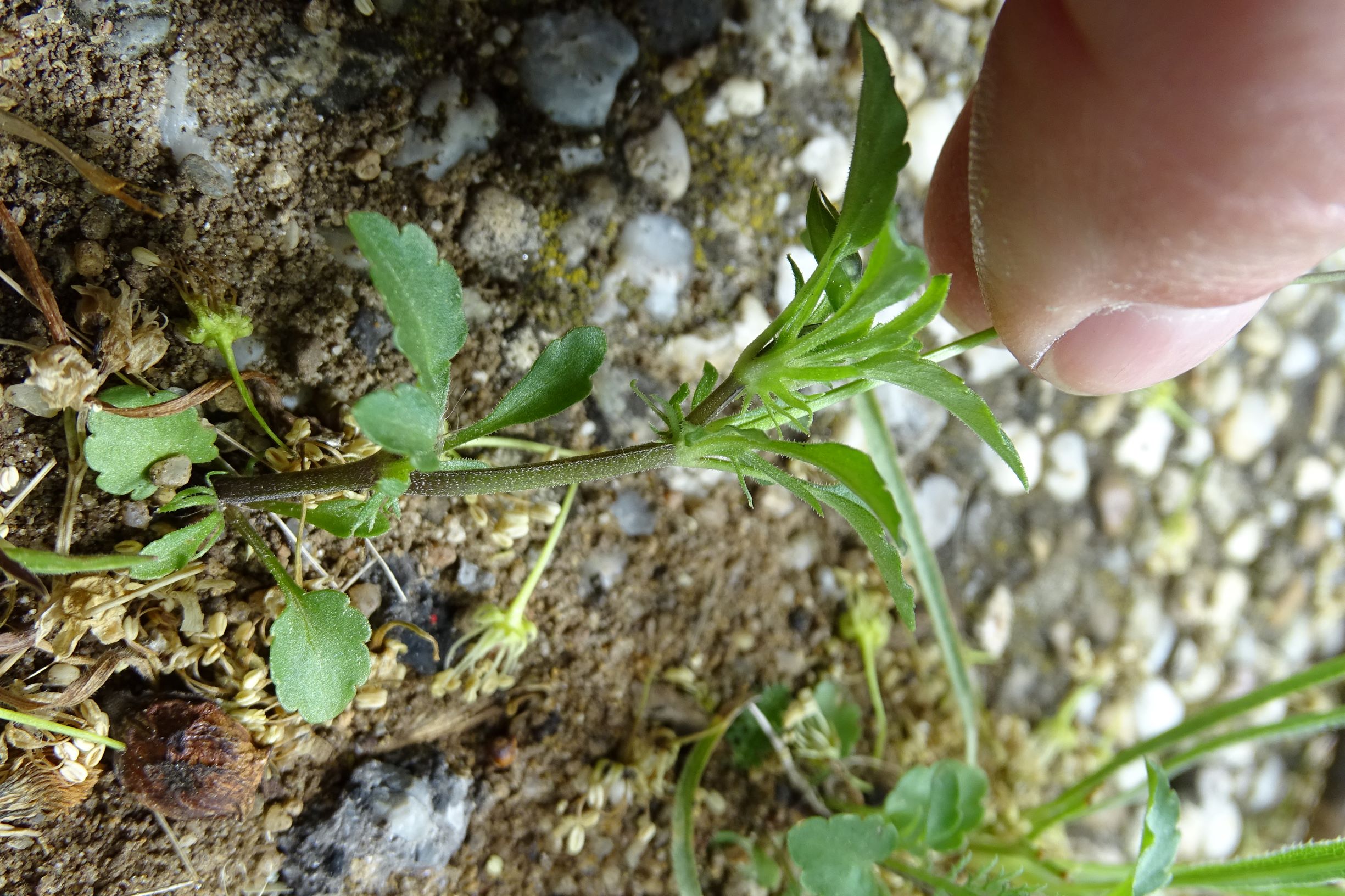 DSC02460 viola cf. arvensis arvensis prellenkirchen.JPG