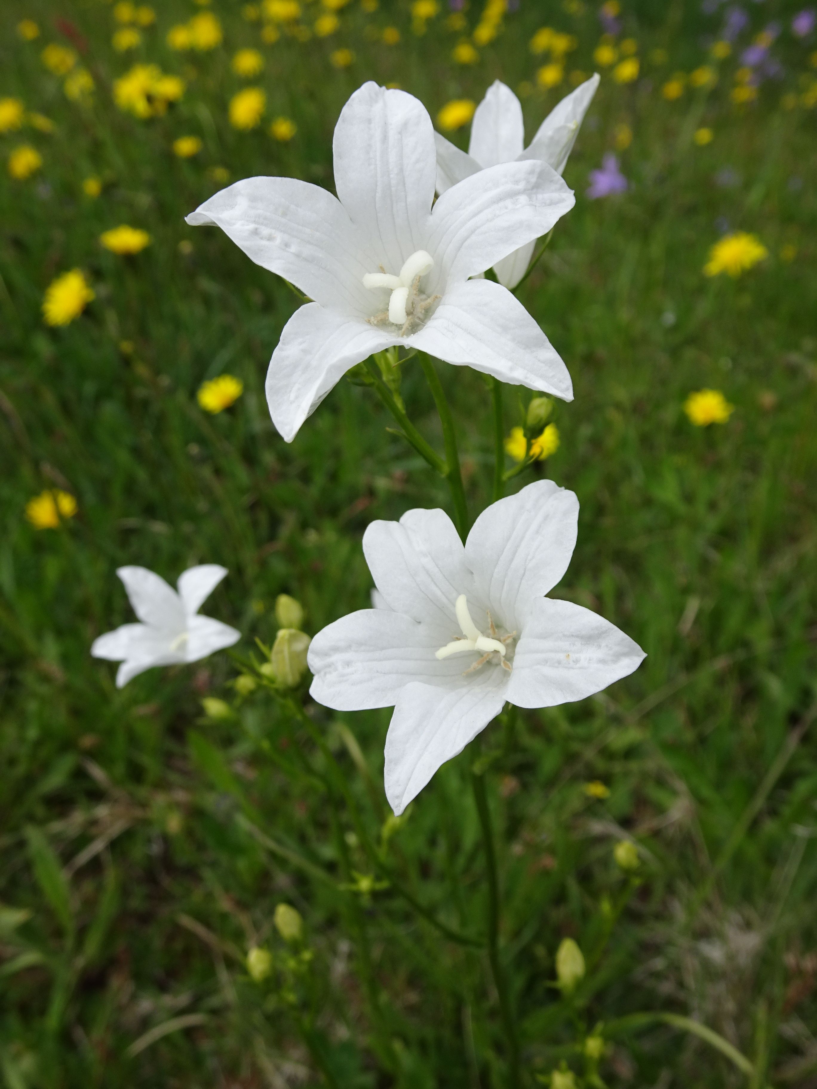 Campanula patula weiß Hausruck.jpg