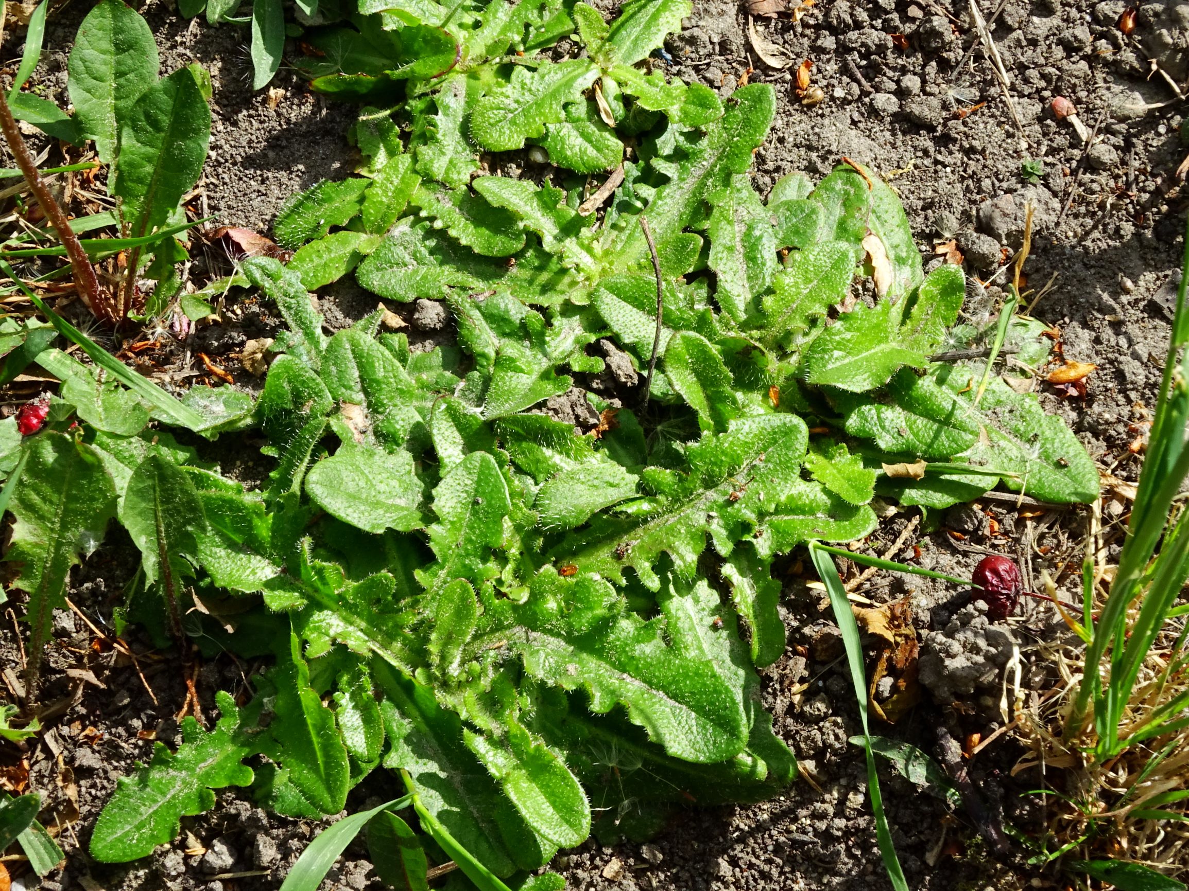 DSC01874 prell hypochaeris radicata.JPG