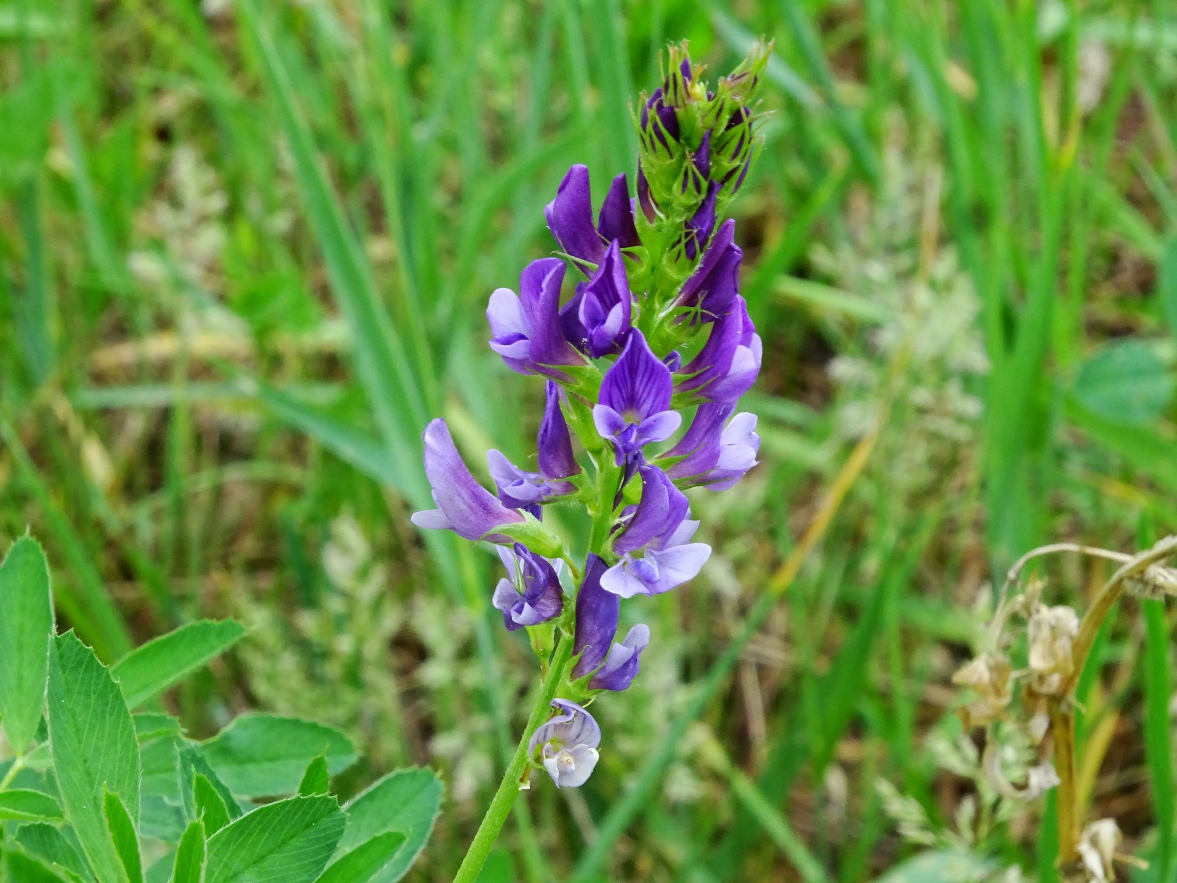 DSC01901 prell medicago sativa.JPG