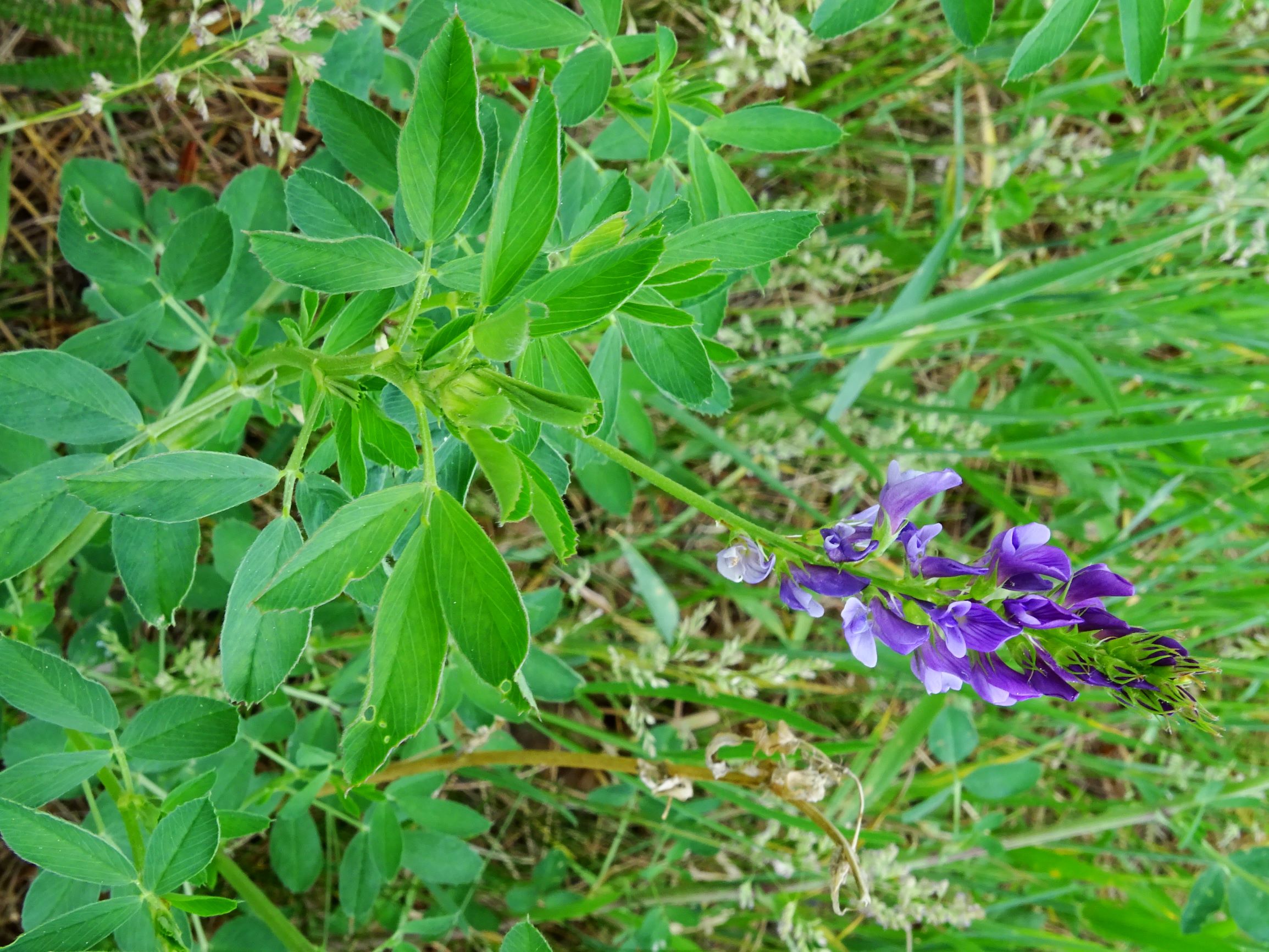 DSC01903 prell medicago sativa.JPG