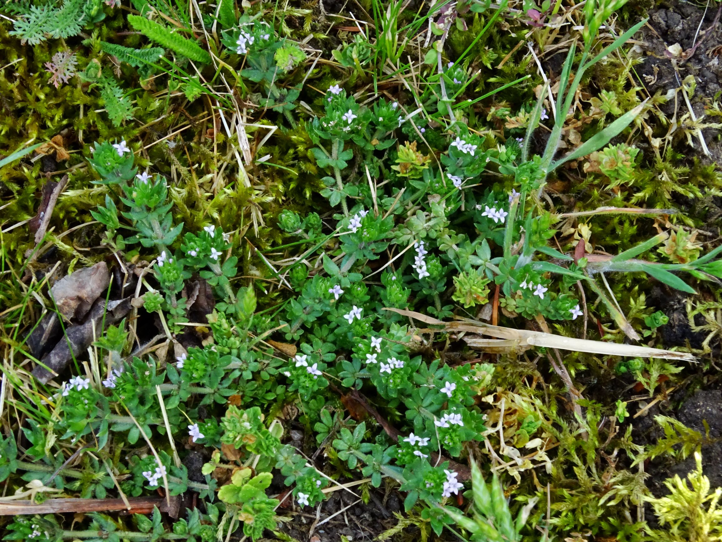 DSC01946 prell sherardia arvensis.JPG