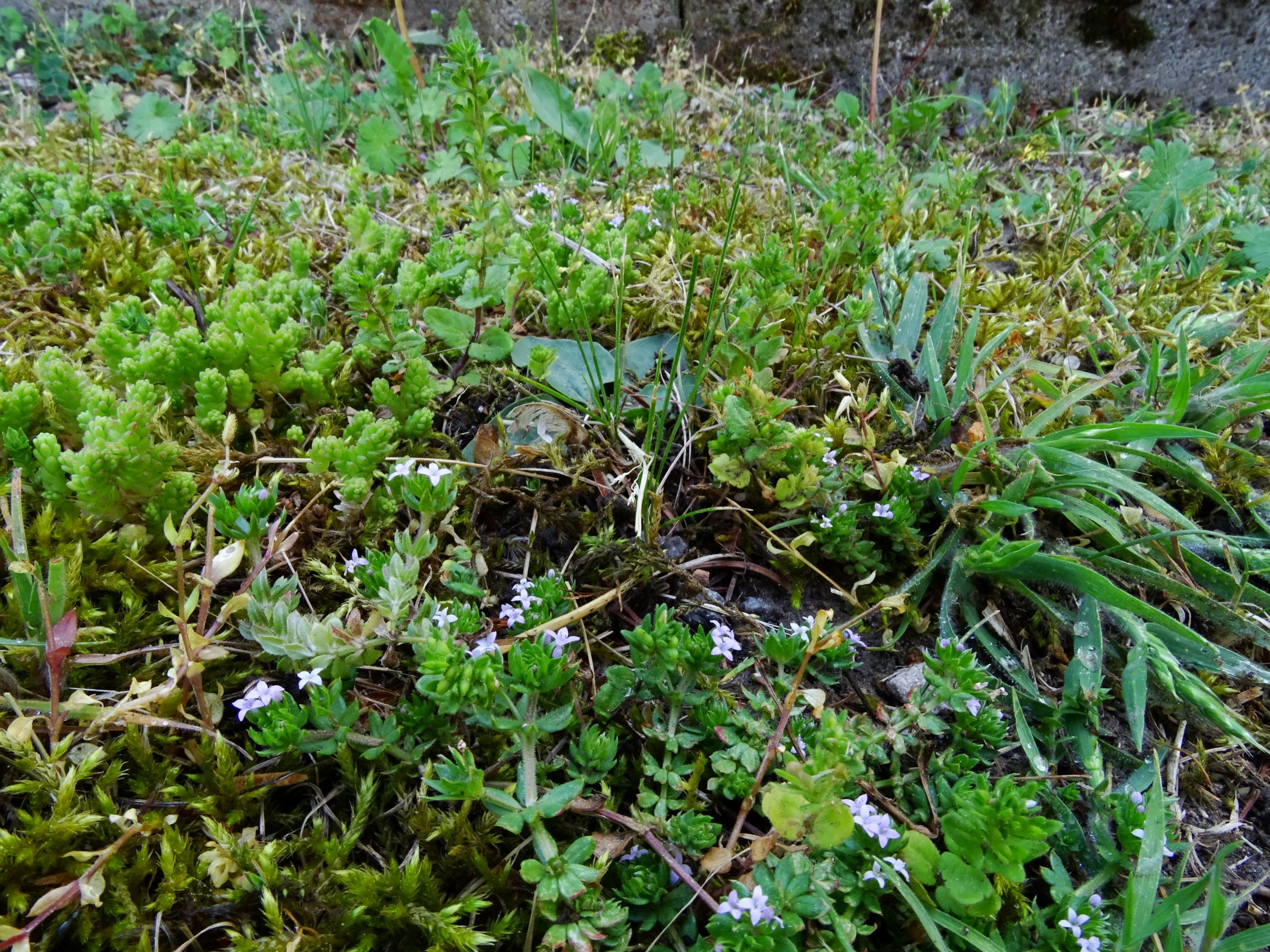 DSC01957 prell sherardia arvensis, sedum acre, veronica arvensis, bromus hordeaceus.JPG