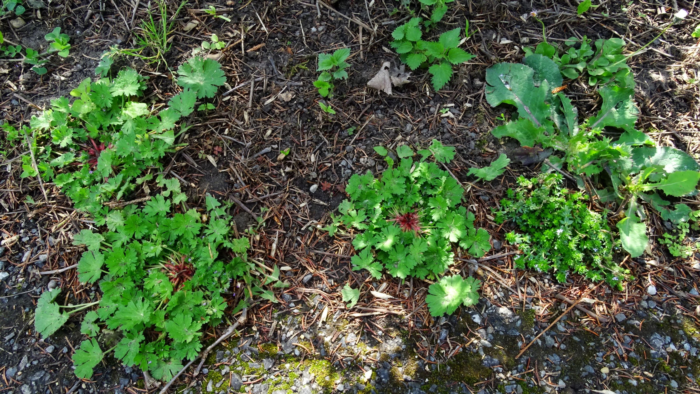 DSC01960 prell sherardia arvensis, geranium pusillum etc..JPG