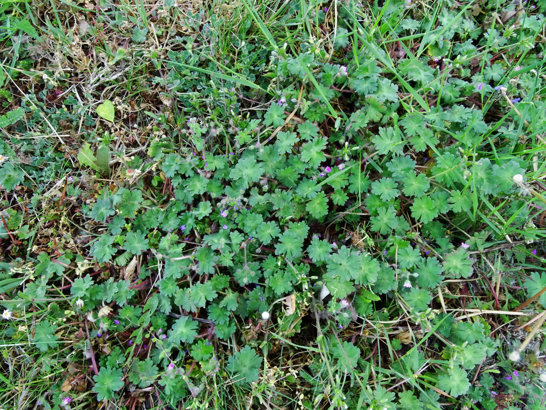 DSC02001 prell geranium molle.JPG