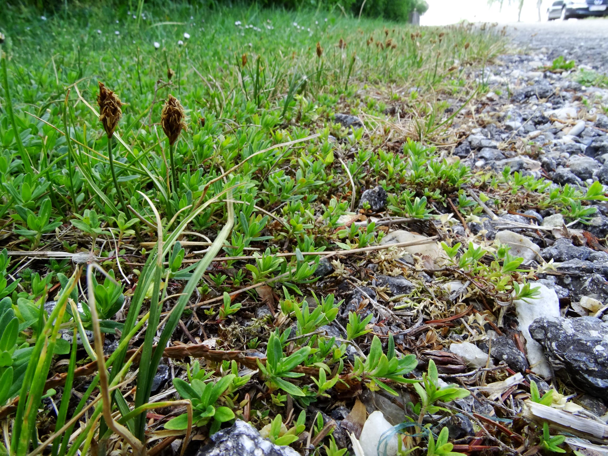 DSC02040 prell carex stenophylla, thymus sp..JPG