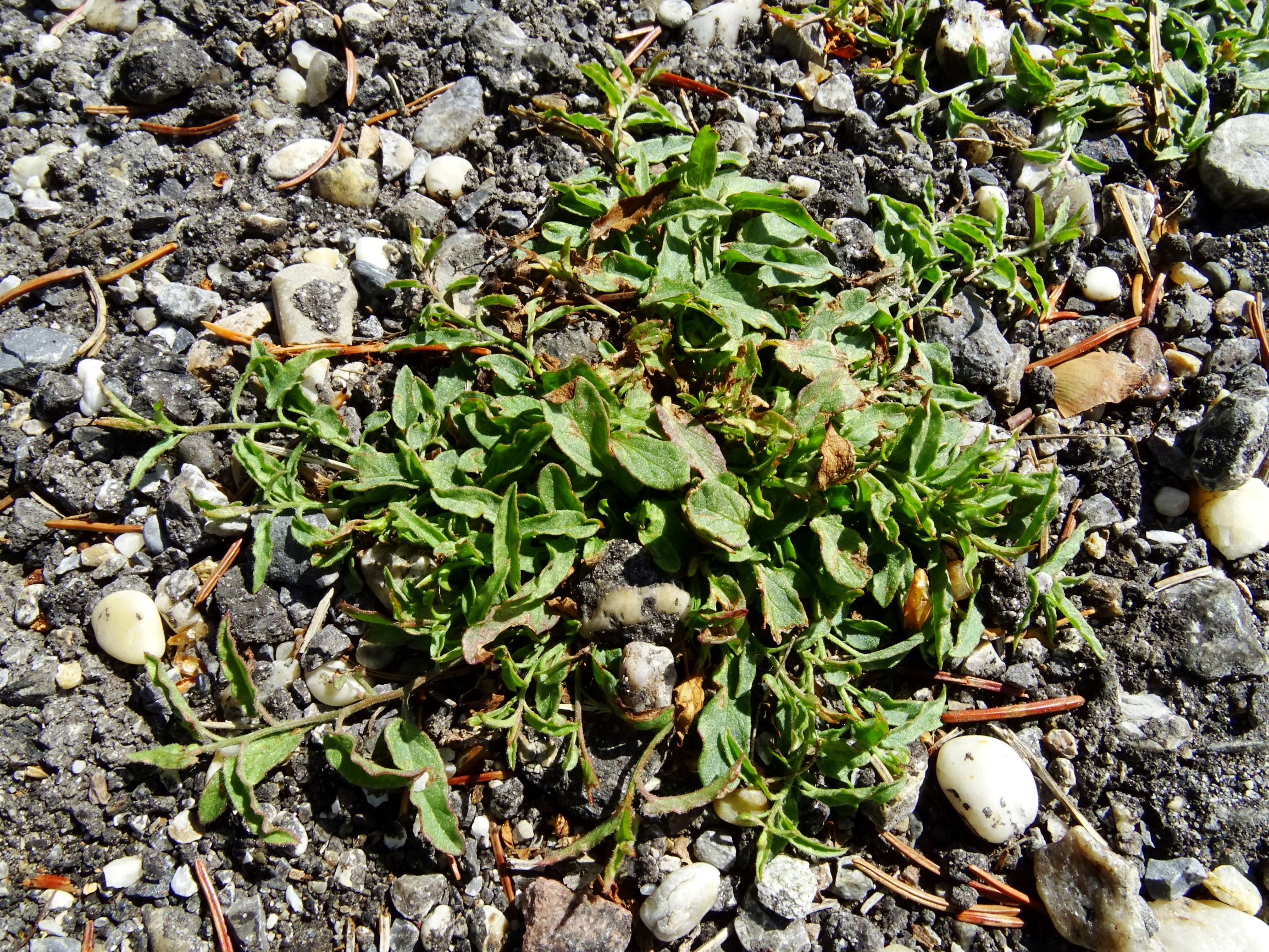 DSC02056 prell convolvulus arvensis.JPG